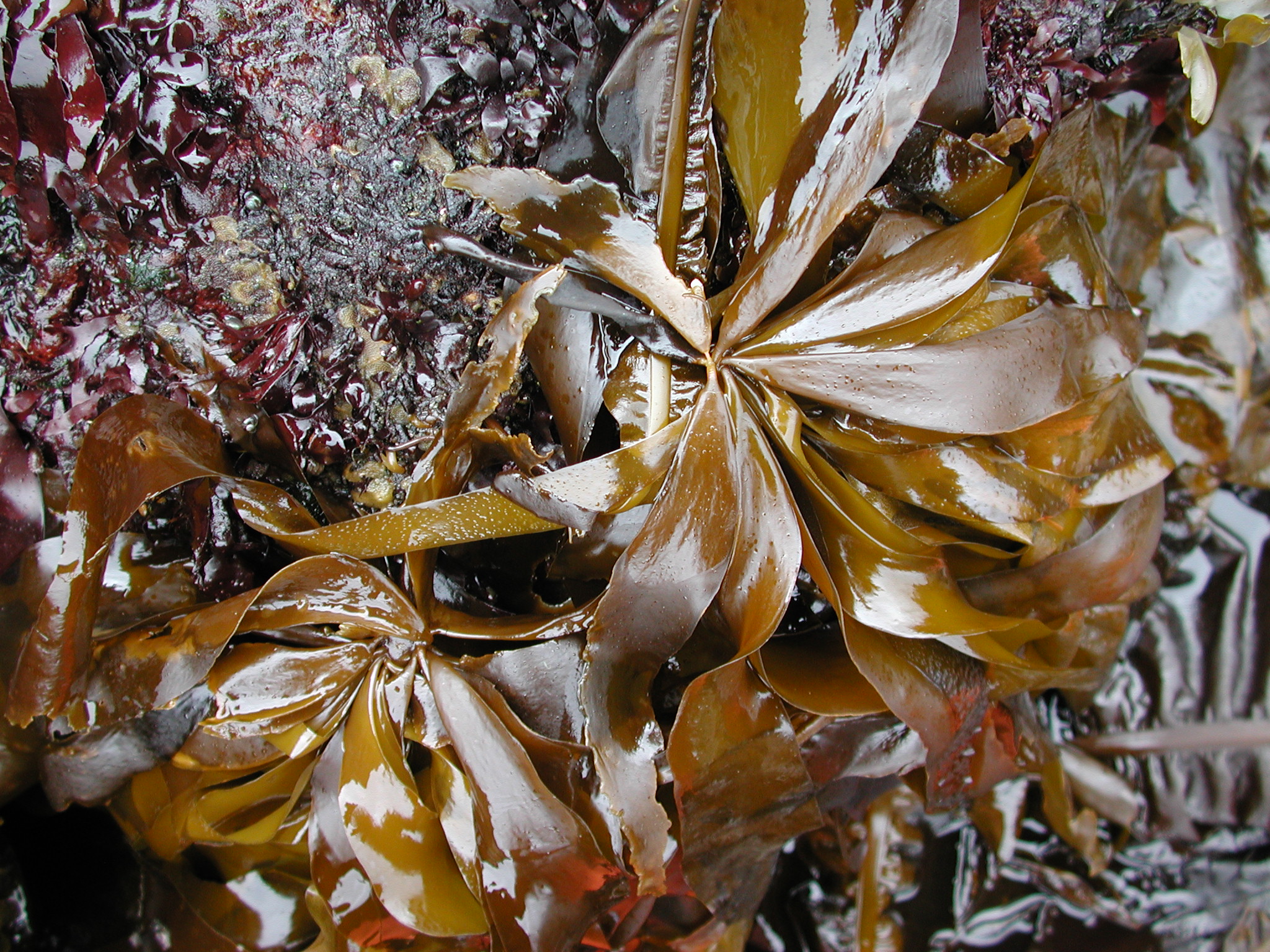 Alaria marginata – M. Lindeberg · Kodiak Archipelago · May 2005