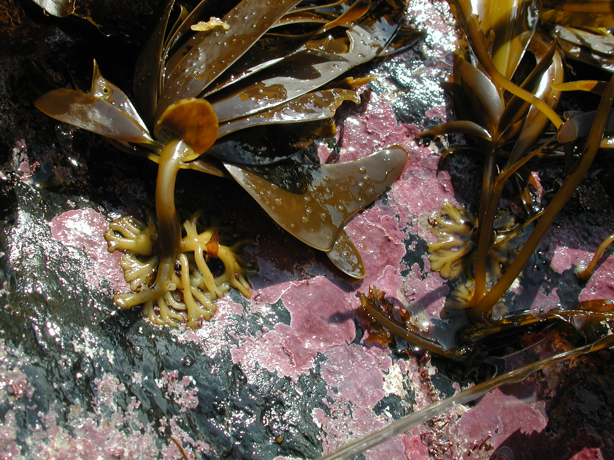 Alaria marginata – M. Lindeberg · Kenai Peninsula · July 2002