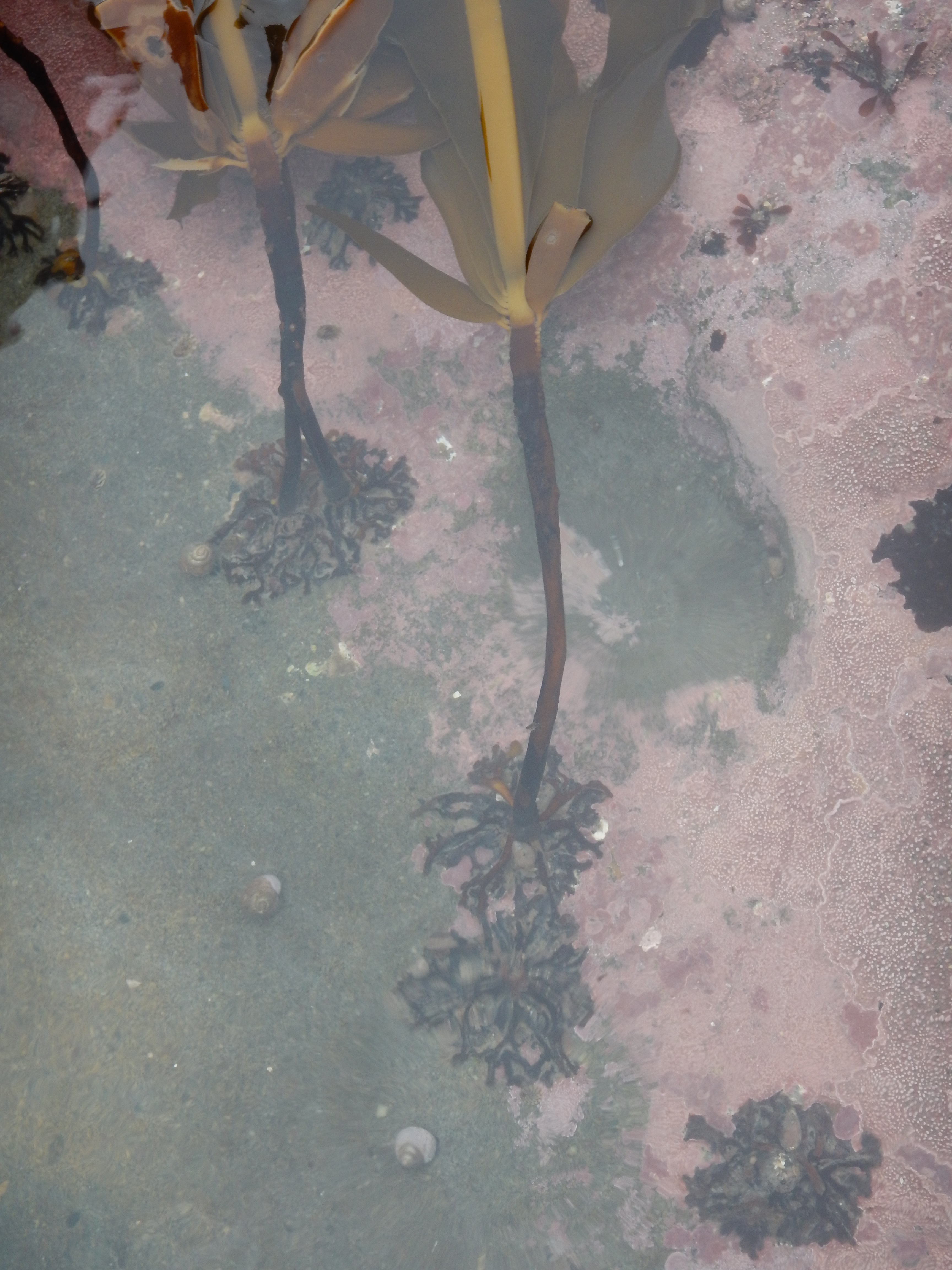 Alaria marginata – M. Lindeberg · Cook Inlet · May 2018