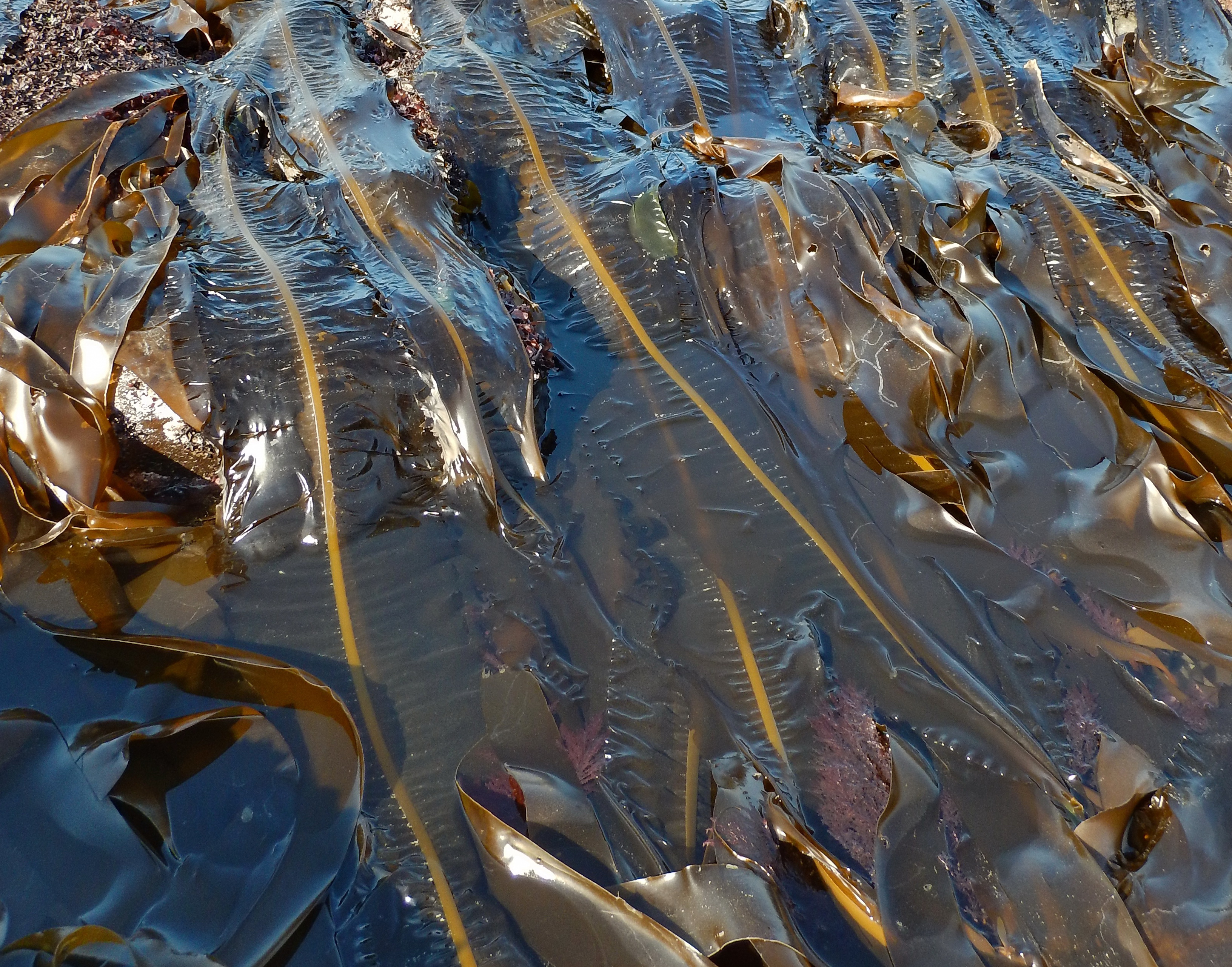 Alaria marginata – M. Lindeberg · Cook Inlet · June 2015