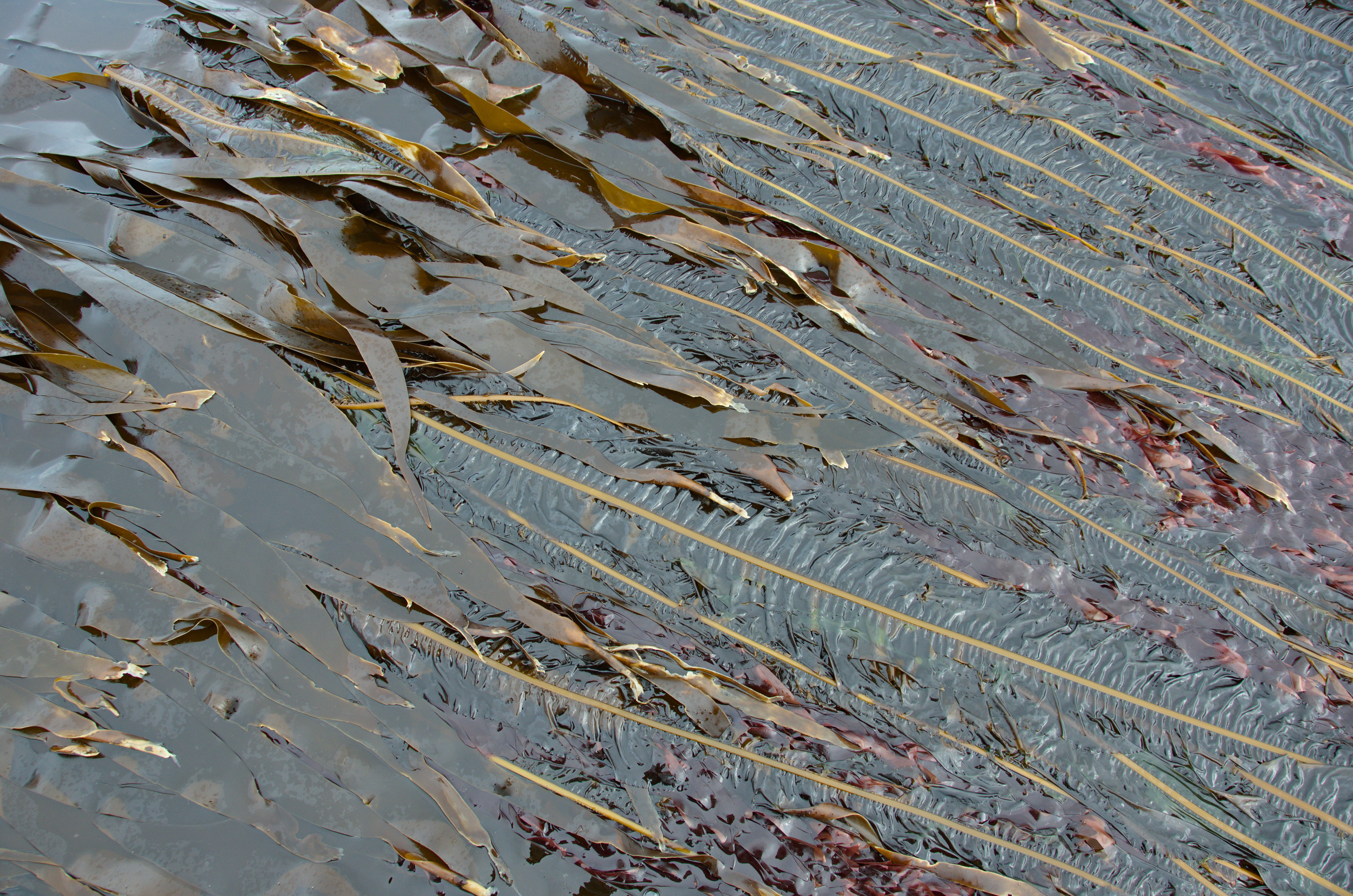 Alaria marginata – M. Lindeberg · Cook Inlet · June 2016