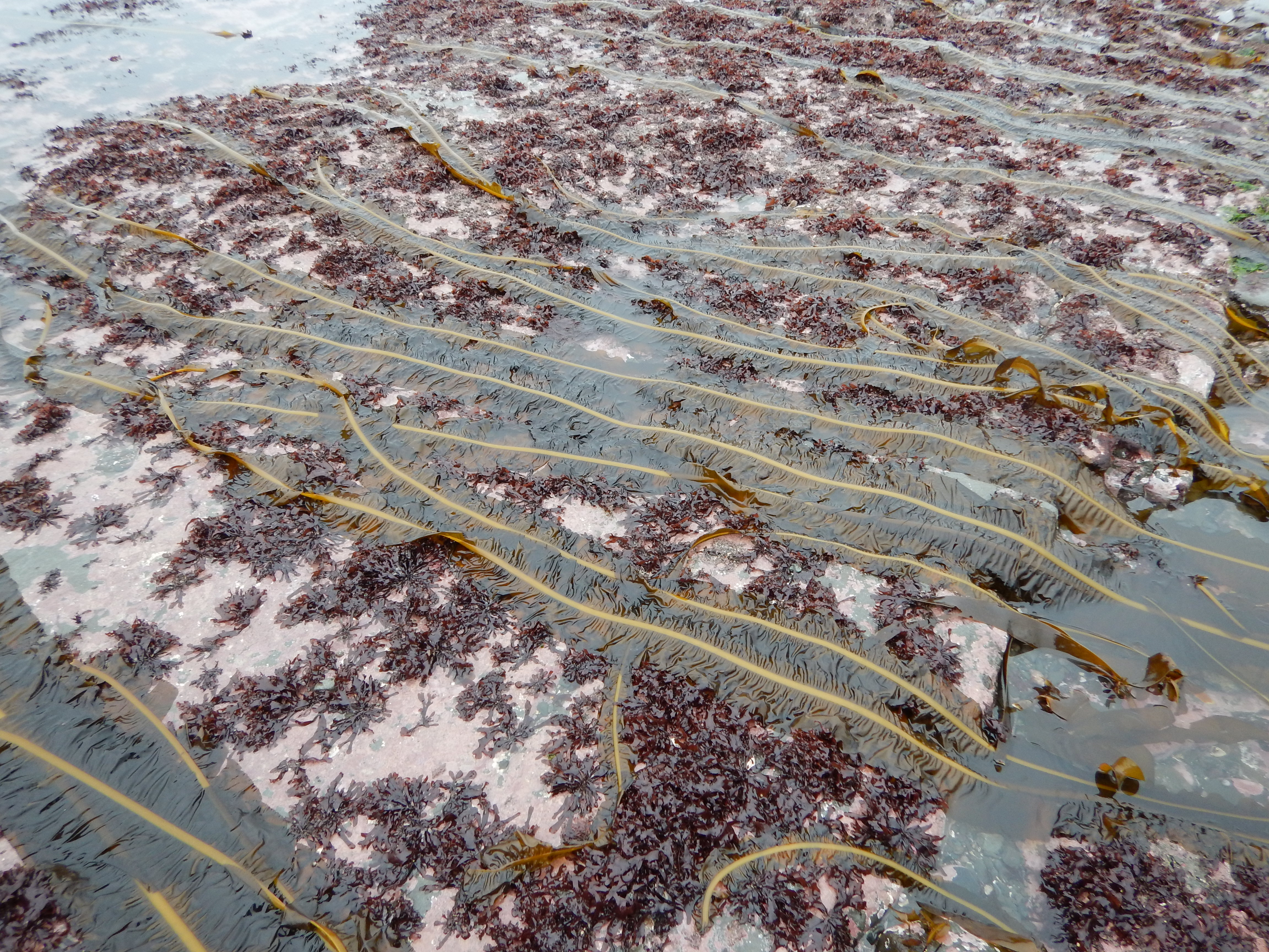 Alaria marginata – M. Lindeberg · Cook Inlet · May 2018