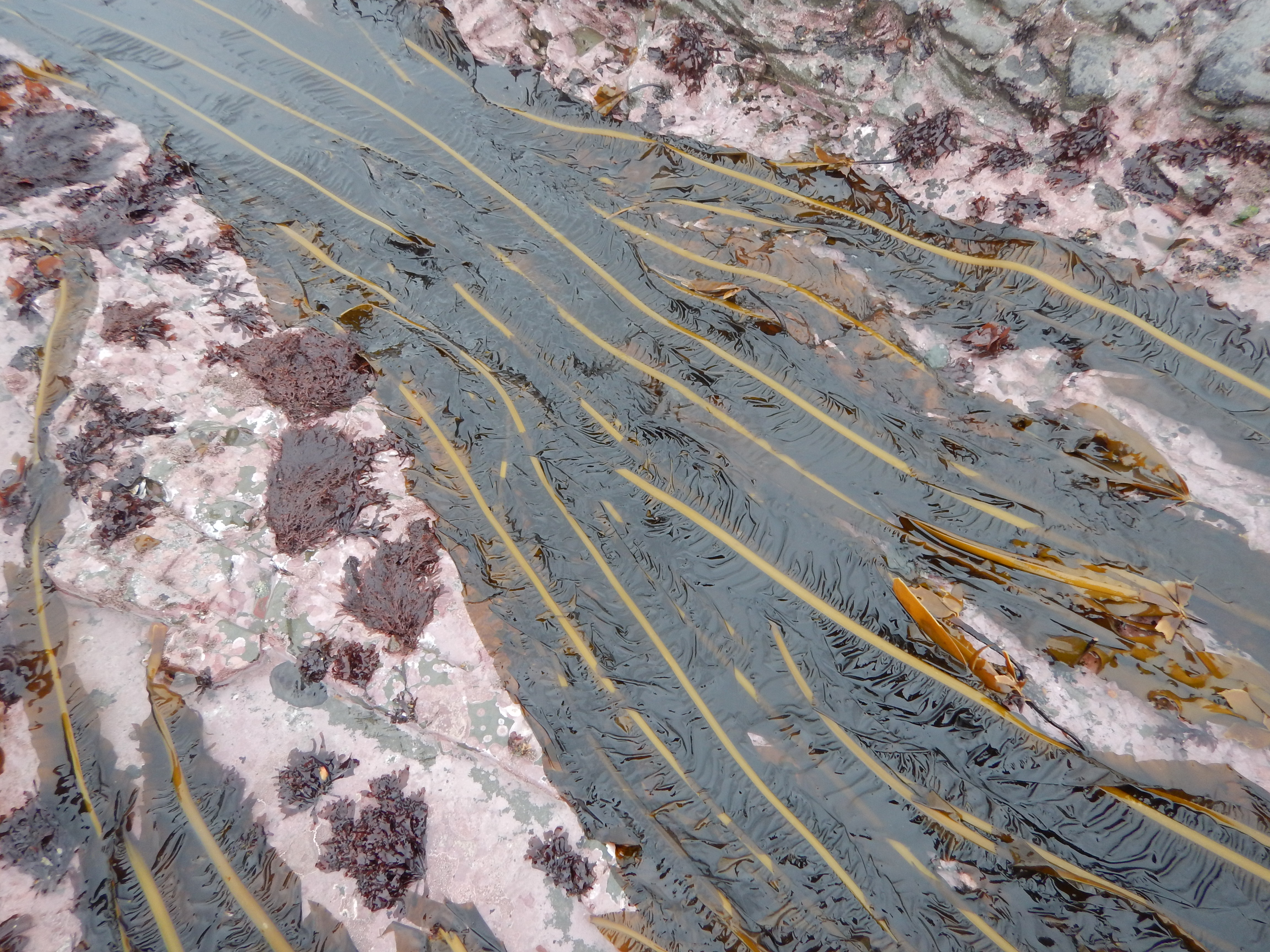 Alaria marginata – M. Lindeberg · Cook Inlet · May 2018