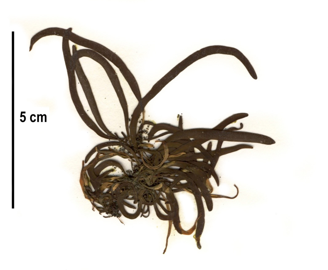 Analipus filiformis