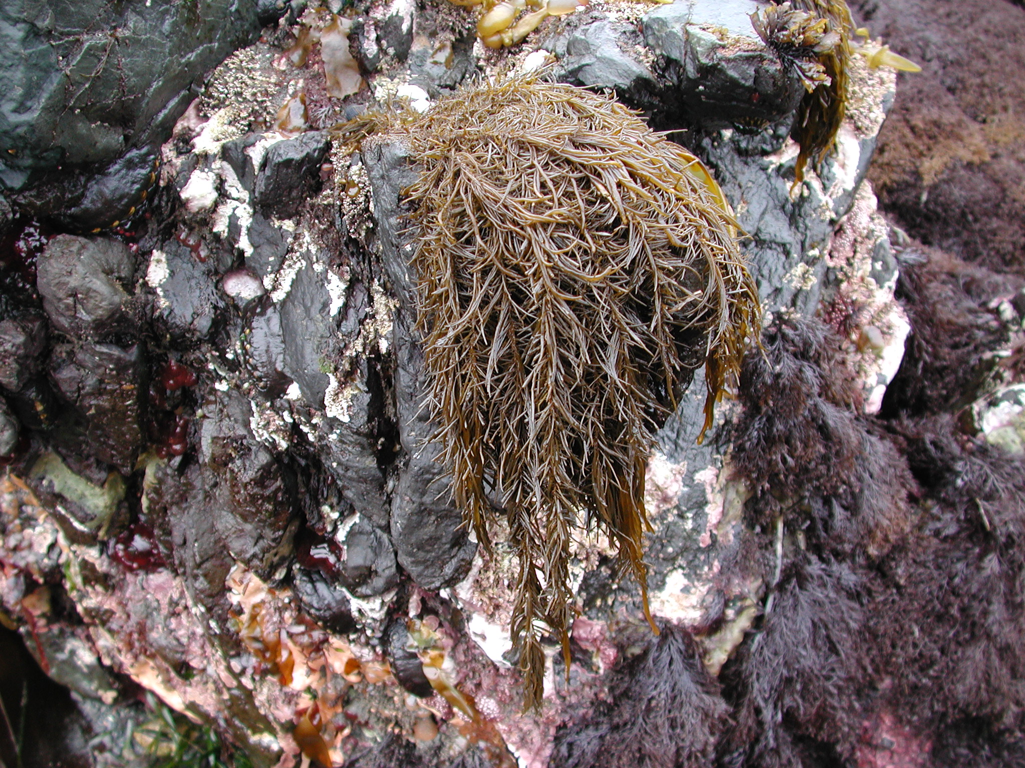 Analipus japonicus – M. Lindeberg · Kodiak Archipelago · June 2005