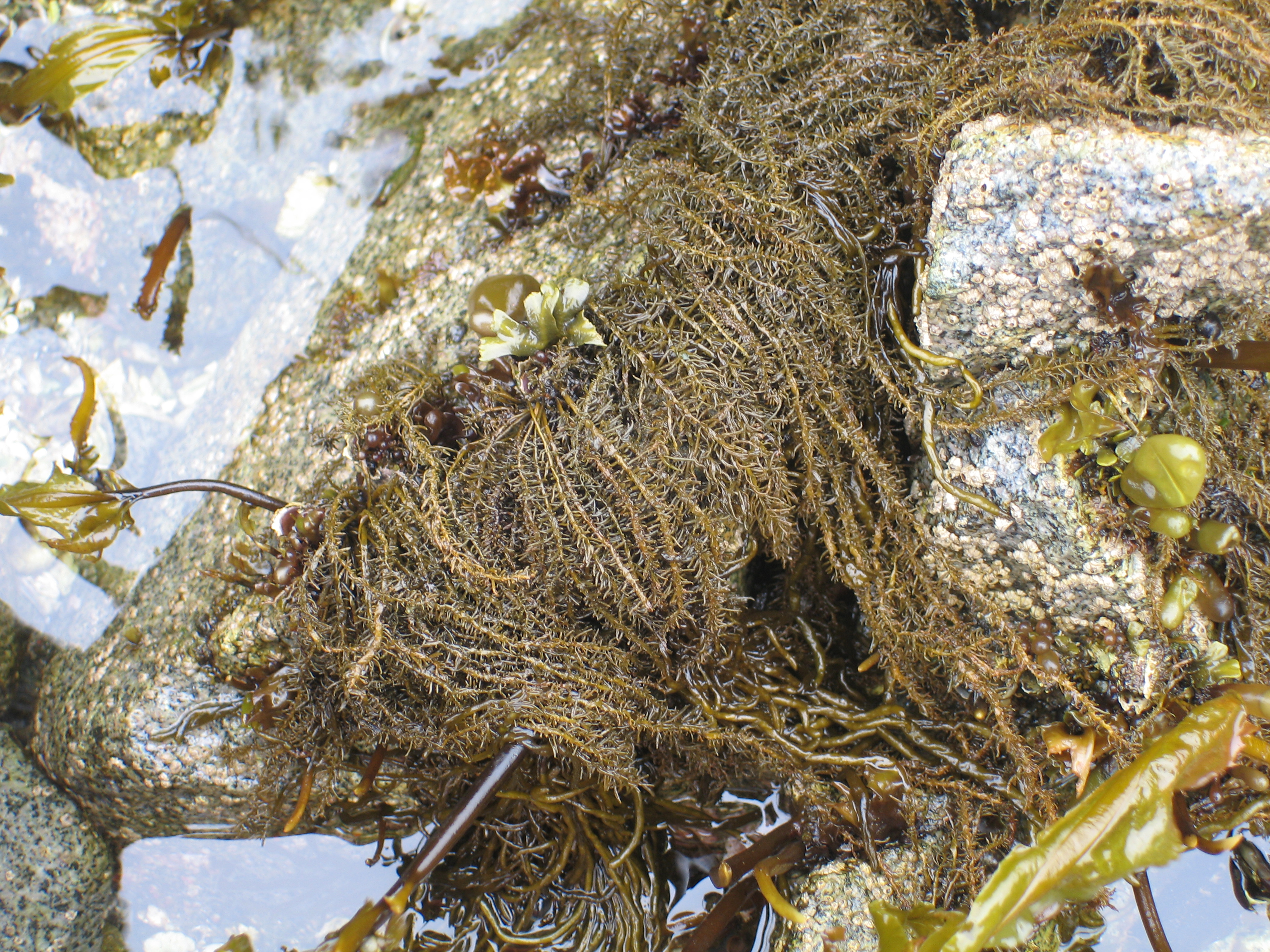 Analipus japonicus – M. Lindeberg · Aleutian Islands · July 2006