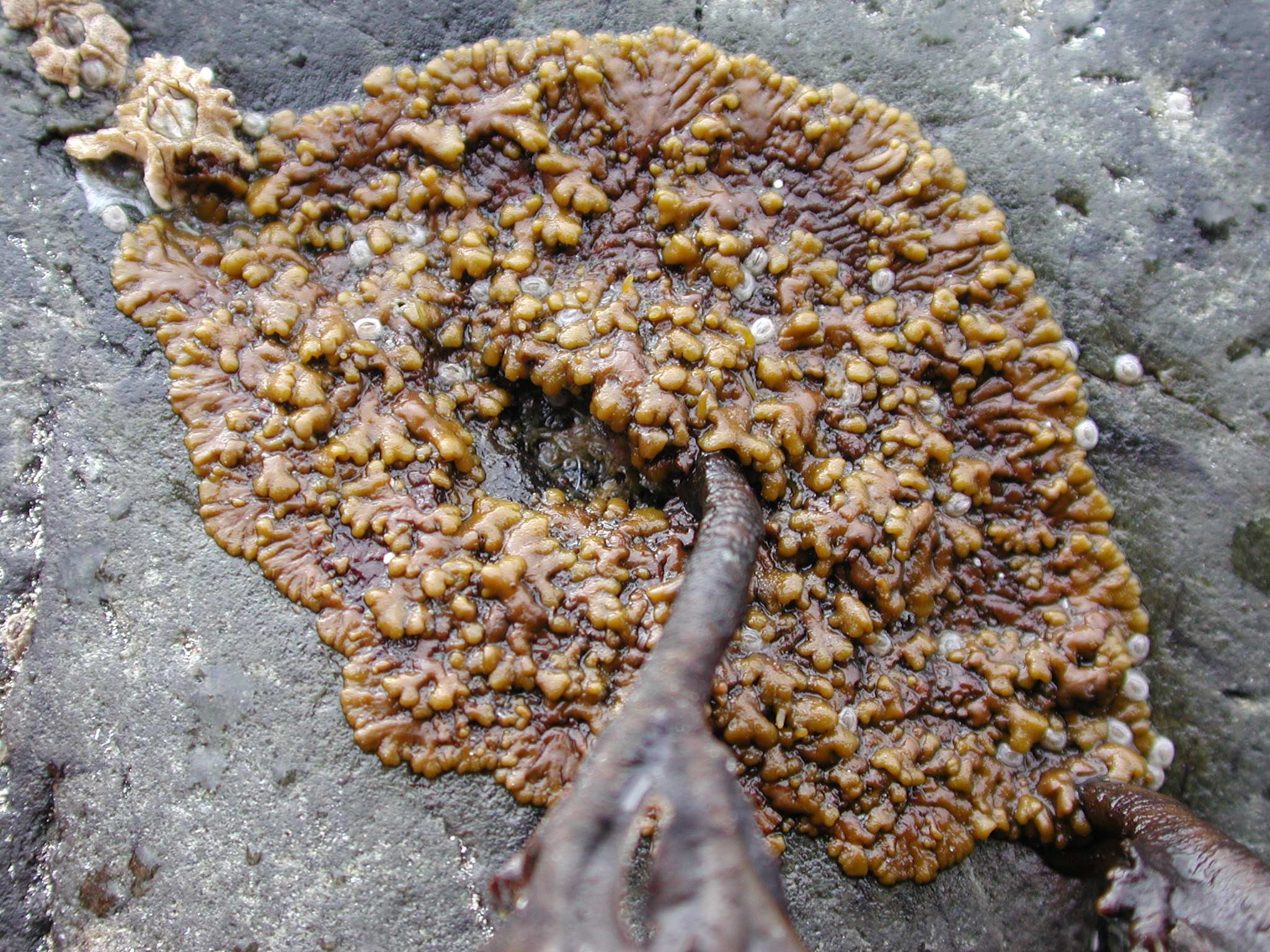 Analipus japonicus – M. Lindeberg · Kodiak Archipelago · May 2005