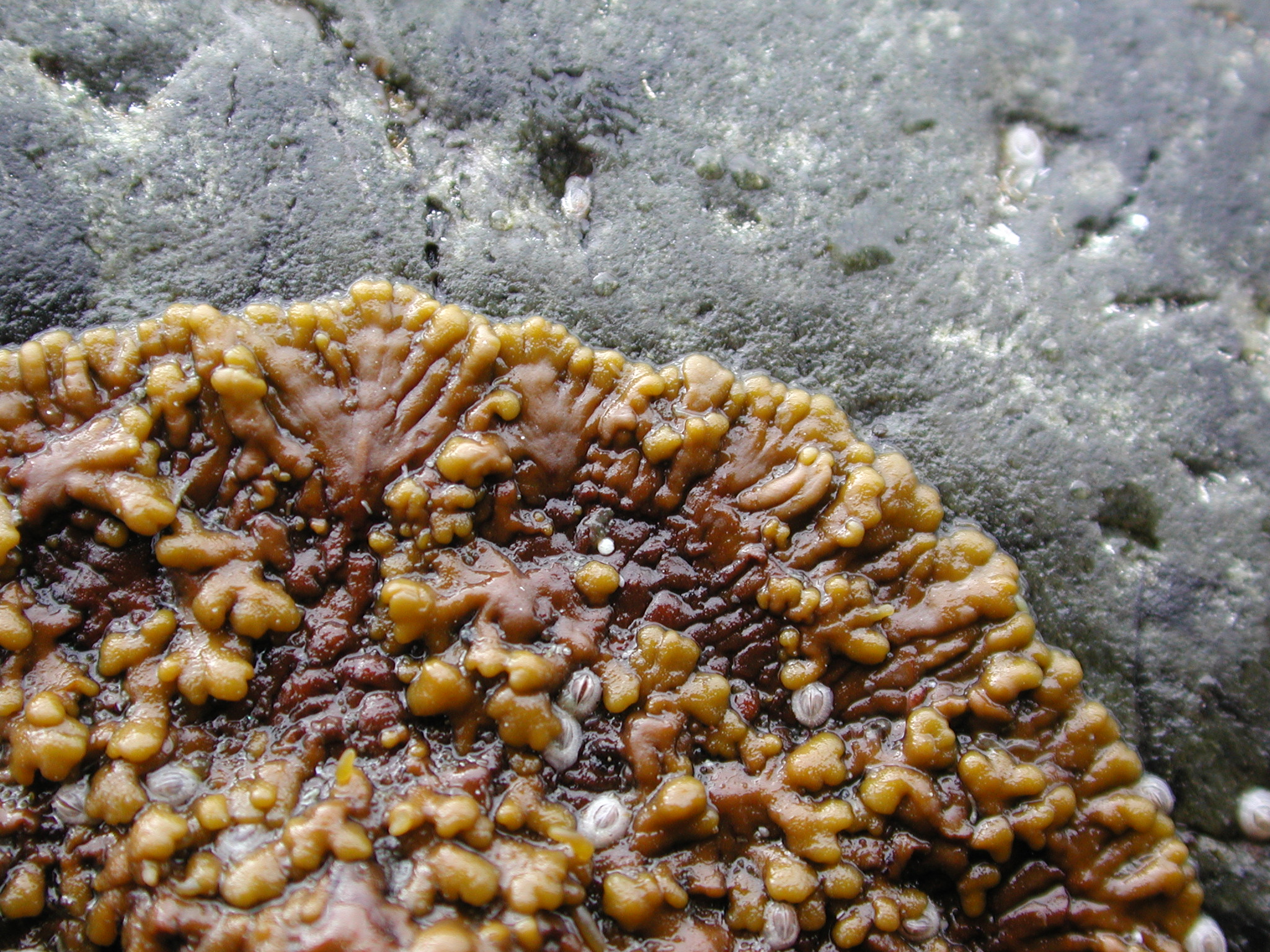 Analipus japonicus – M. Lindeberg · Kodiak Archipelago · May 2005