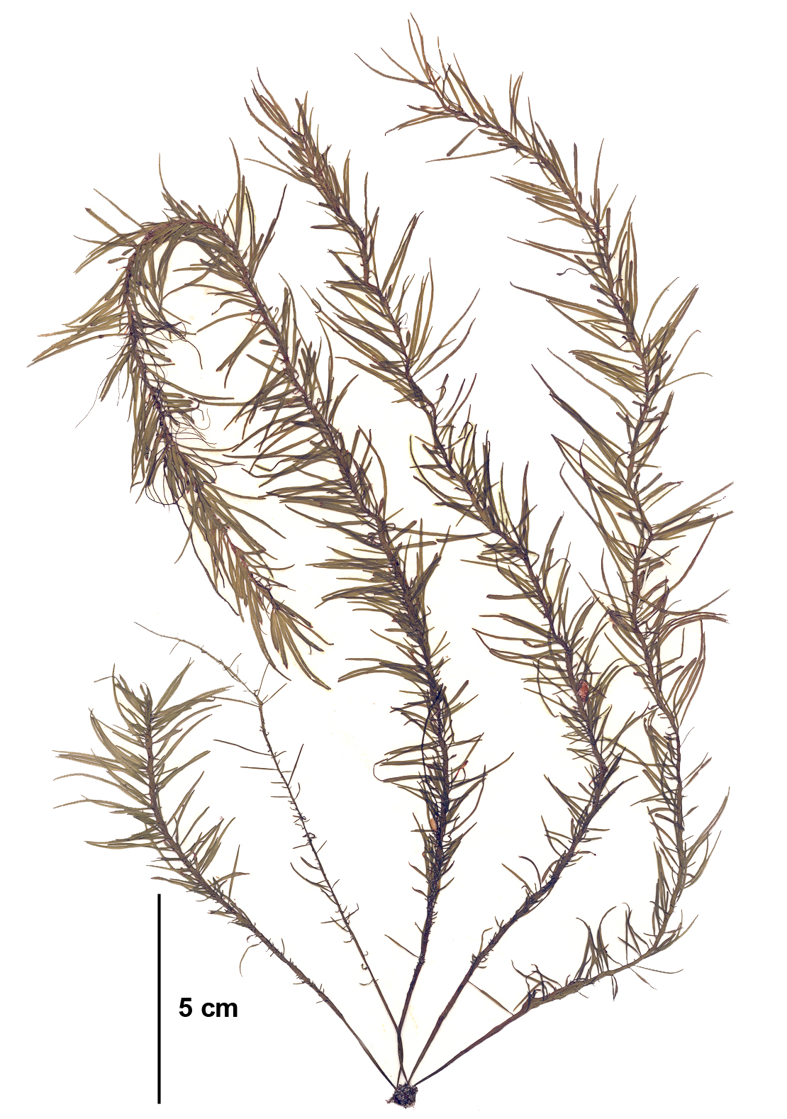 Analipus japonicus