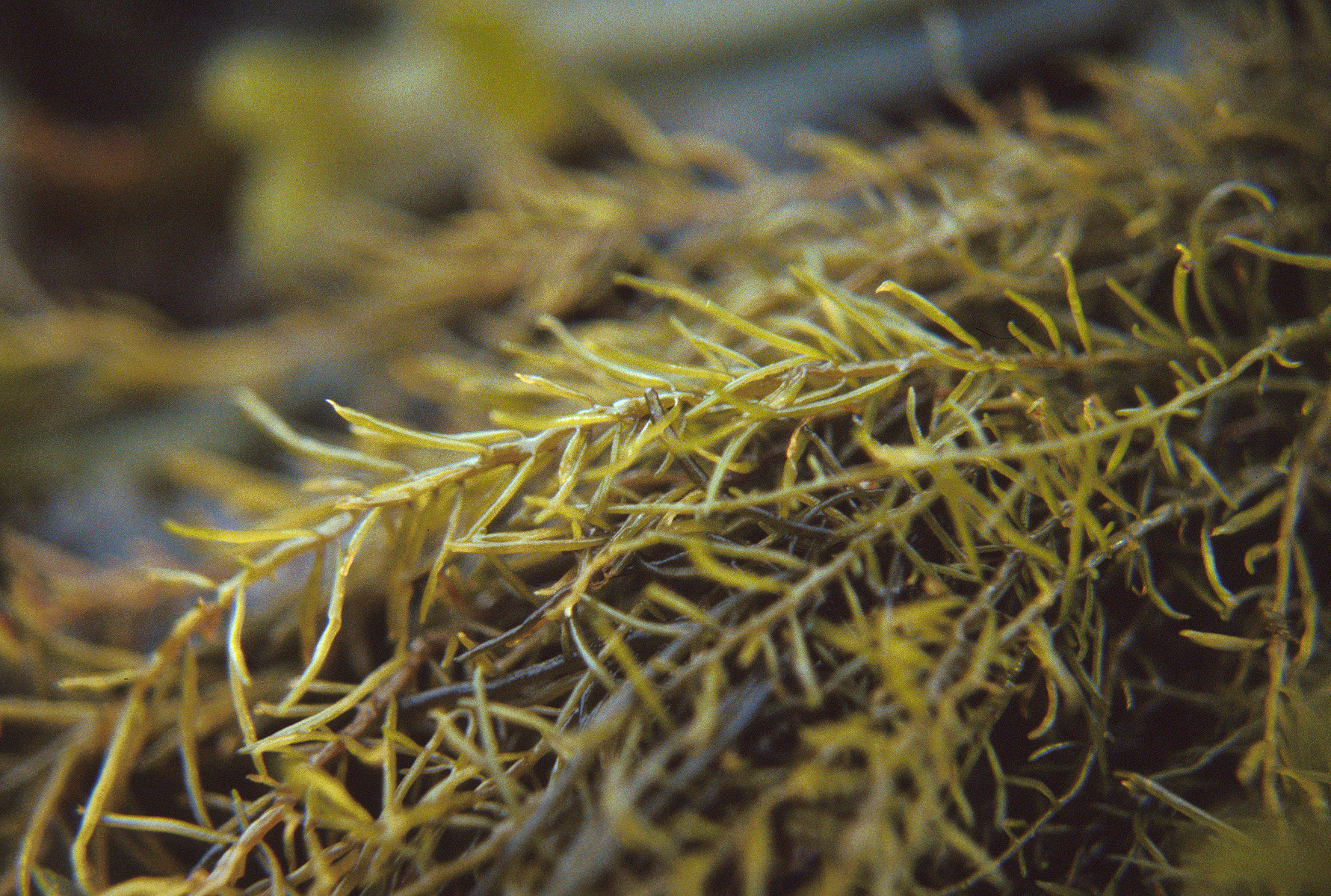 Analipus japonicus – M. Lindeberg