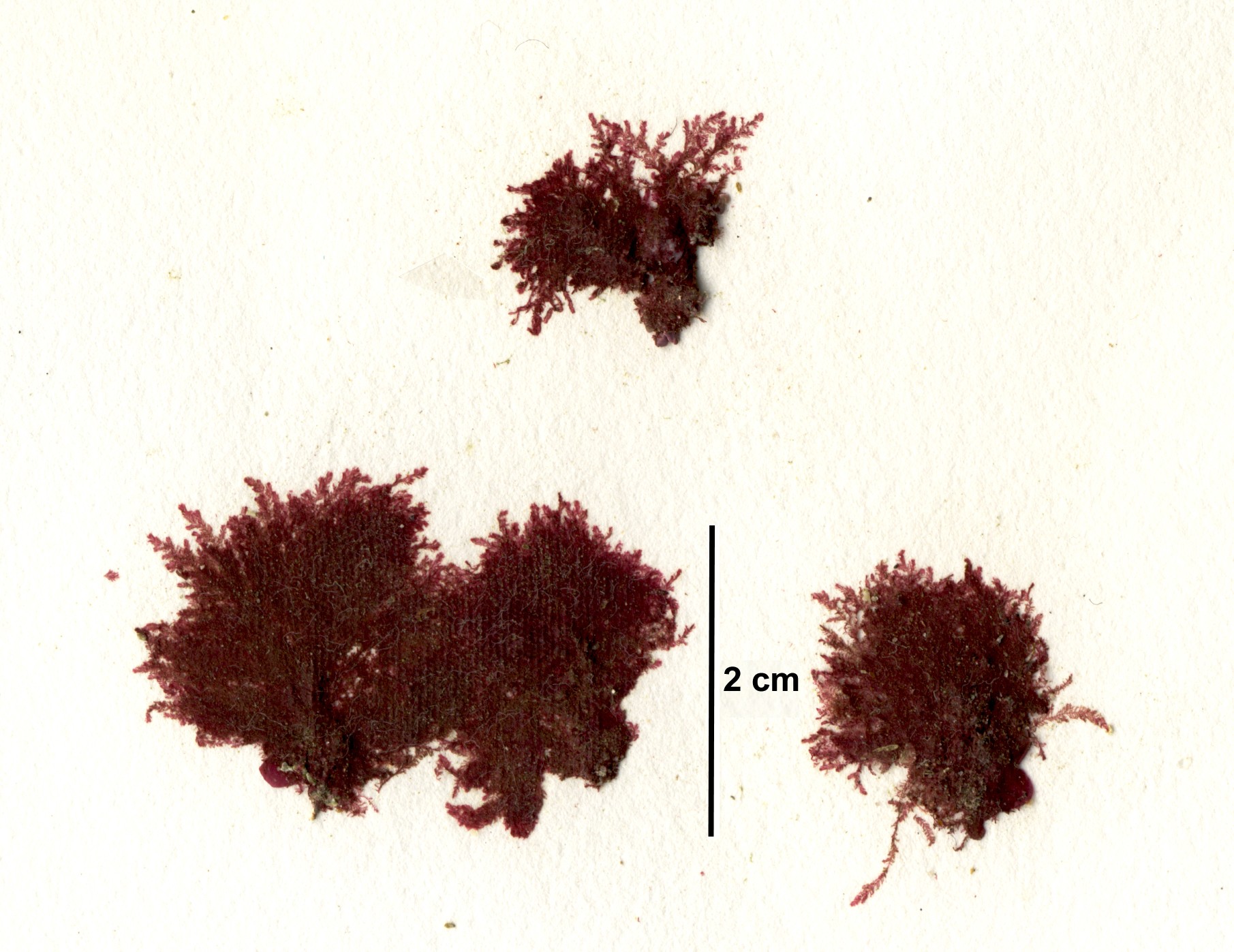 Antithamnion defectum