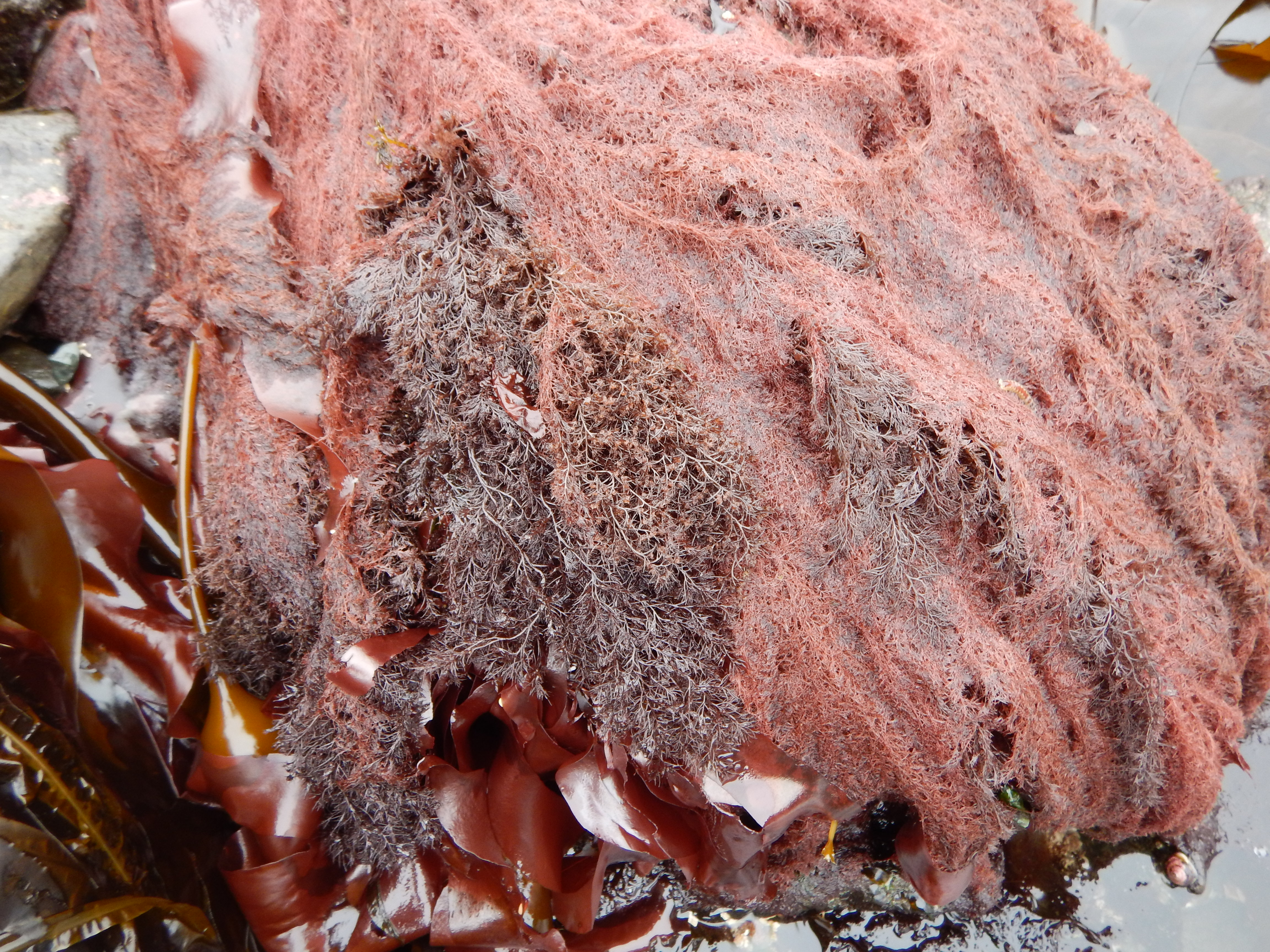 Antithamnionella pacifica – M. Lindeberg · Alaska Peninsula · May 2016