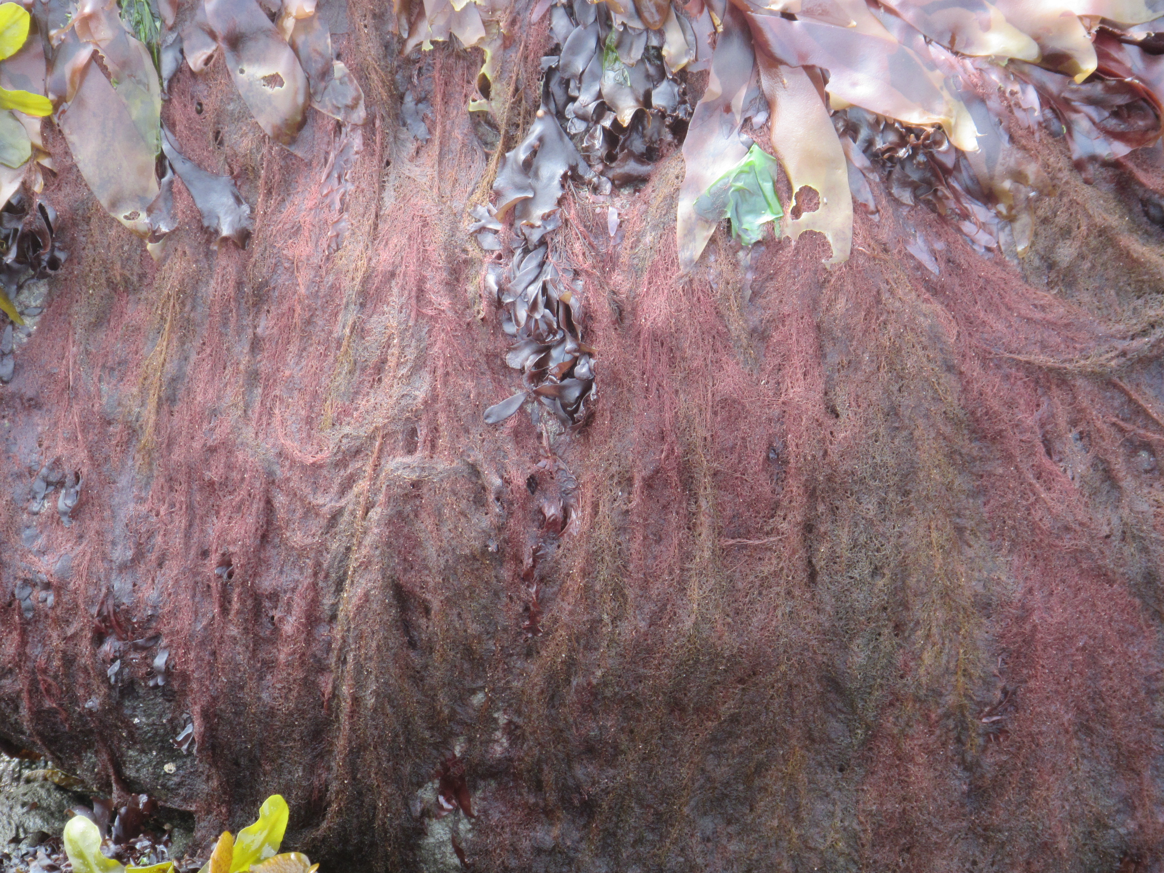 Antithamnionella pacifica – M. Lindeberg · Cook Inlet · June 2016