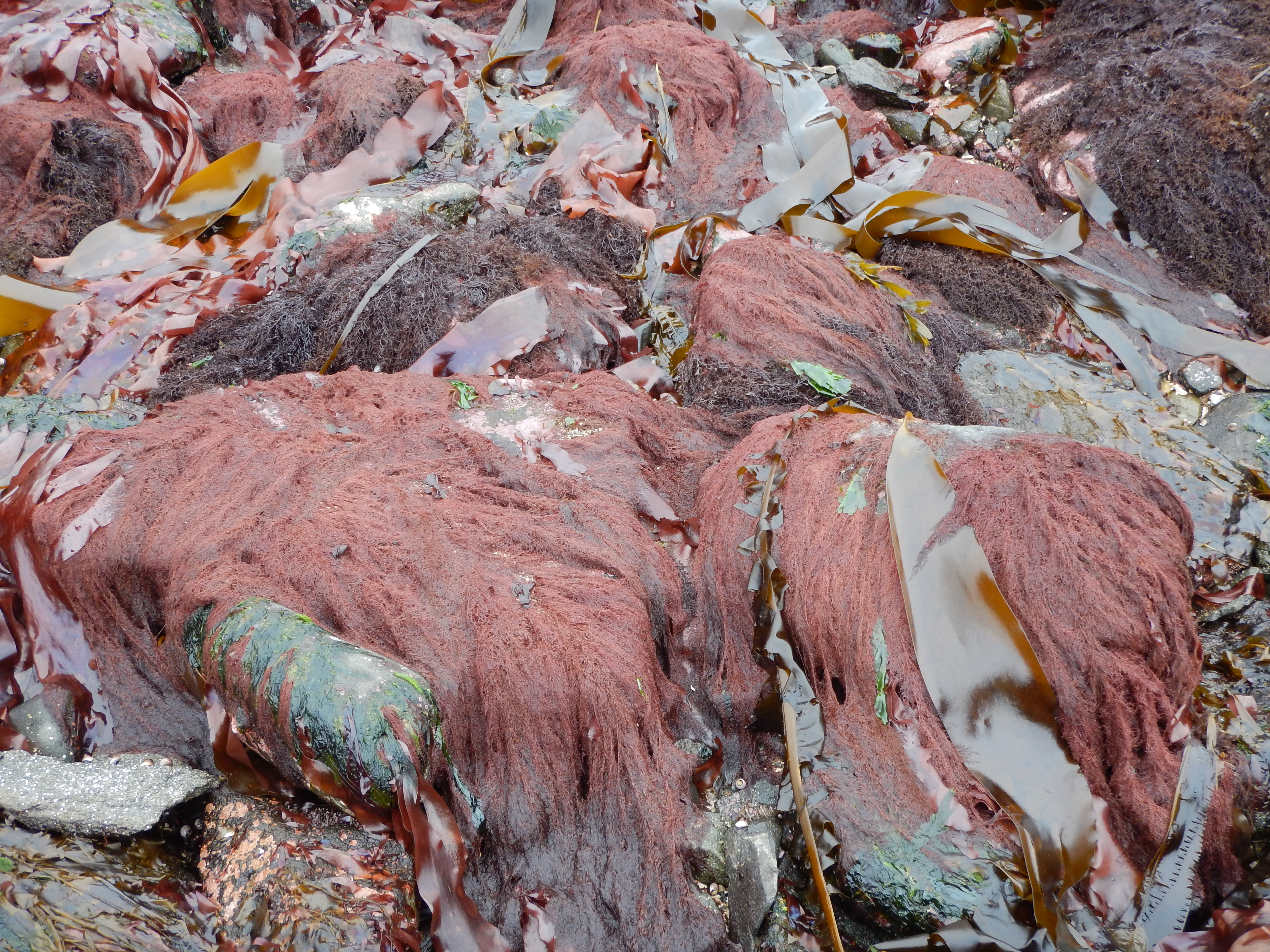 Antithamnionella pacifica – M. Lindeberg · Alaska Peninsula · May 2016