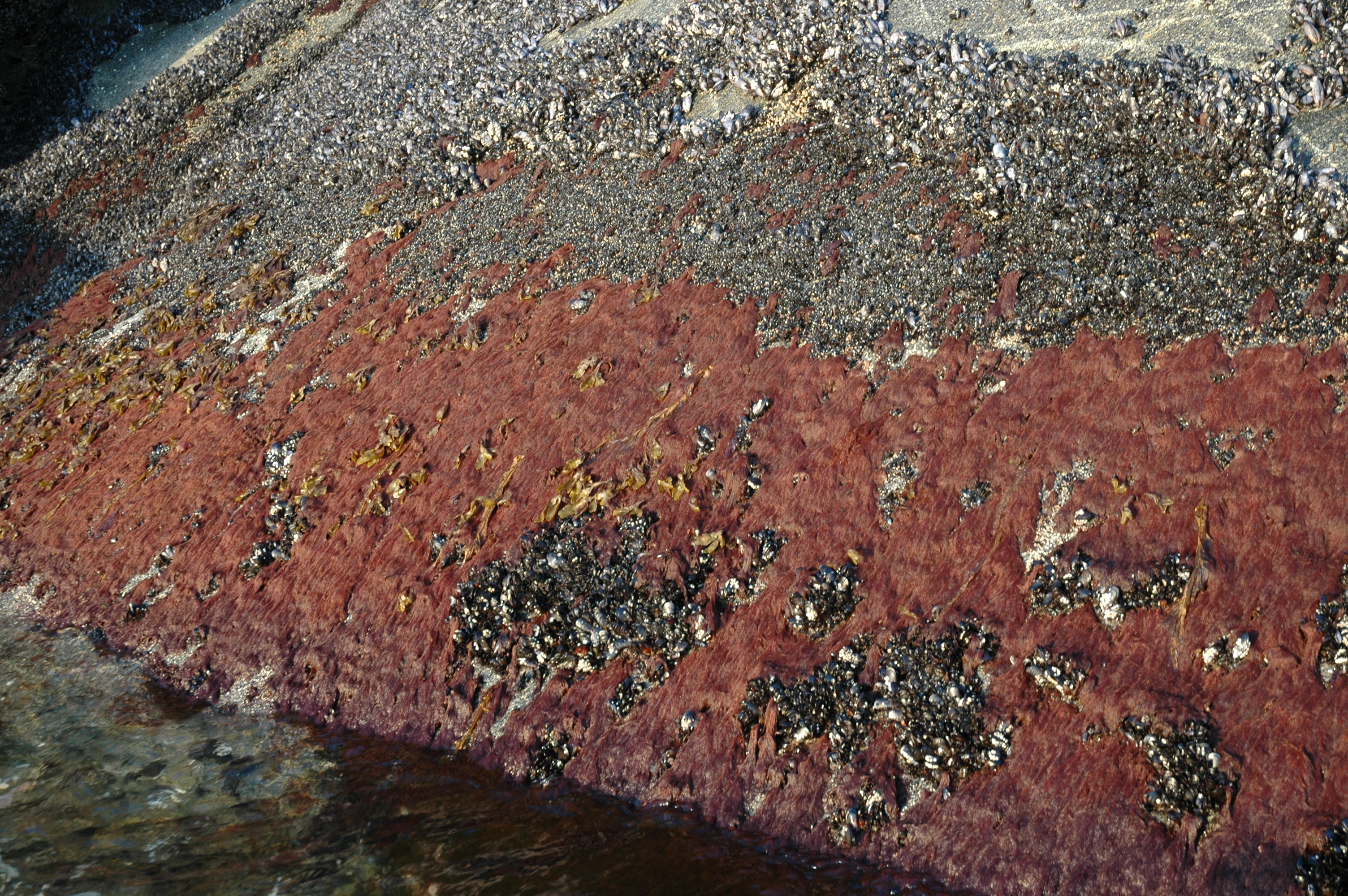 Antithamnionella pacifica – M. Lindeberg · Southeast · May 2005