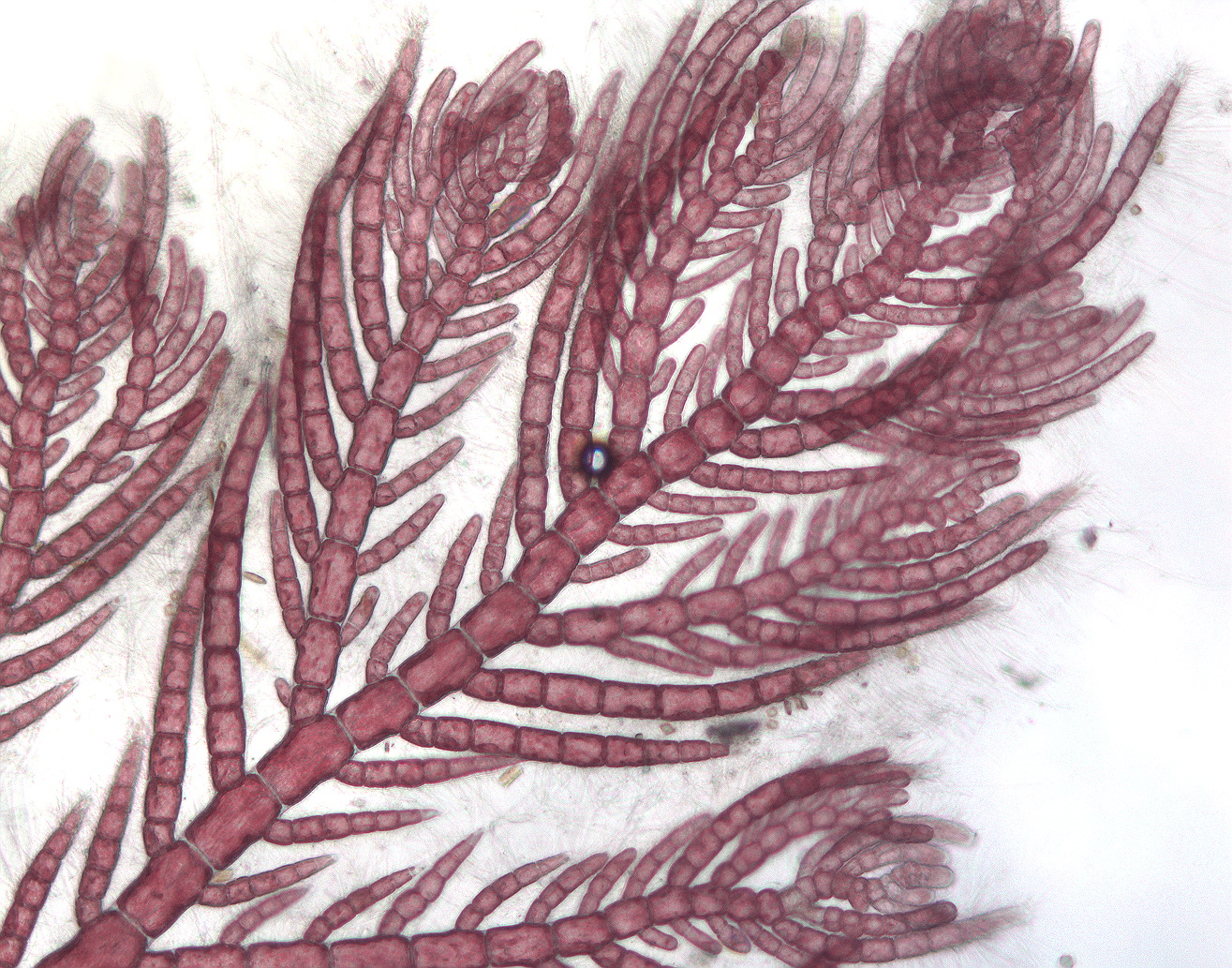 Antithamnionella pacifica – M. Lindeberg · Southeast
