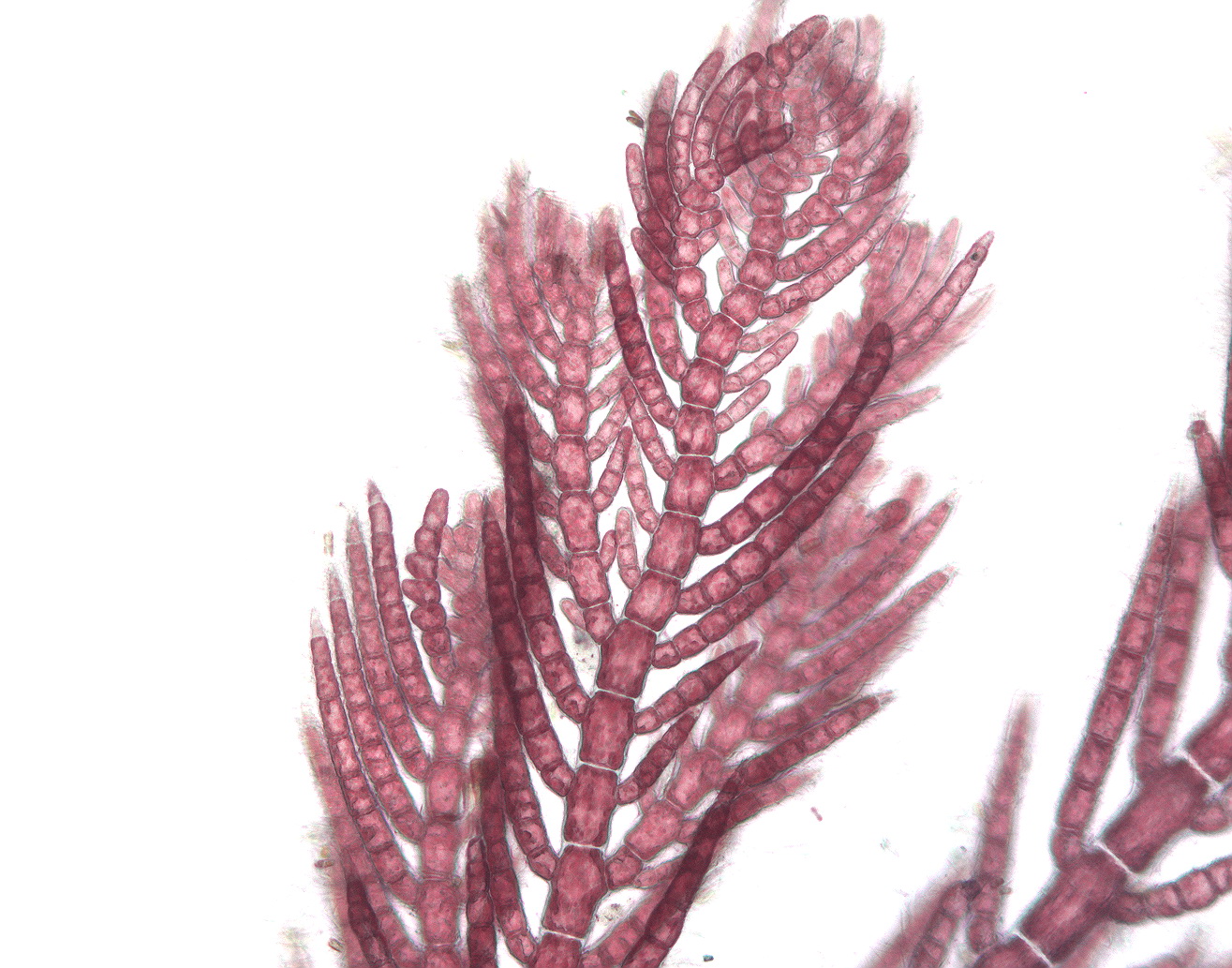 Antithamnionella pacifica – M. Lindeberg · Southeast