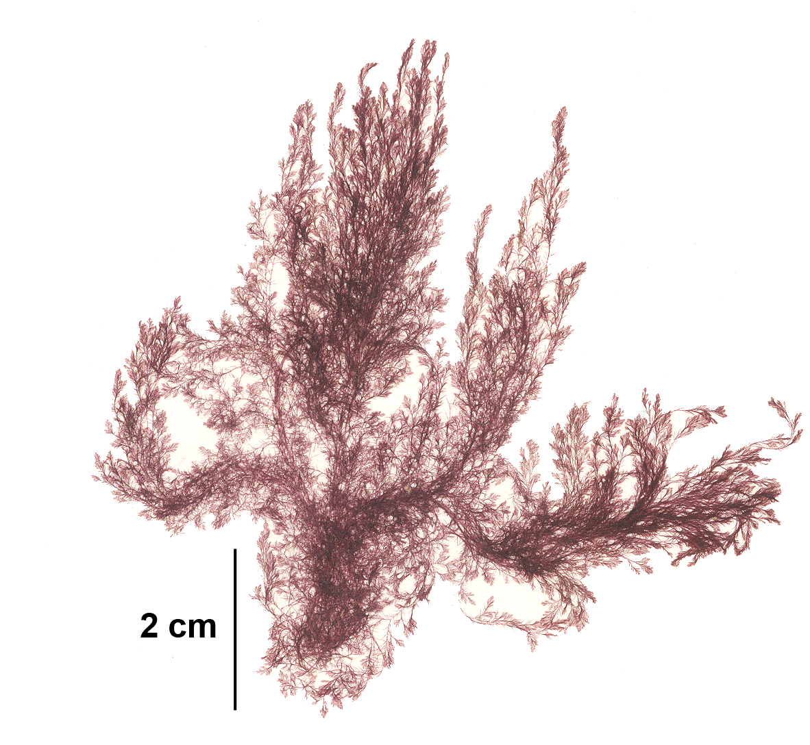 Antithamnionella pacifica