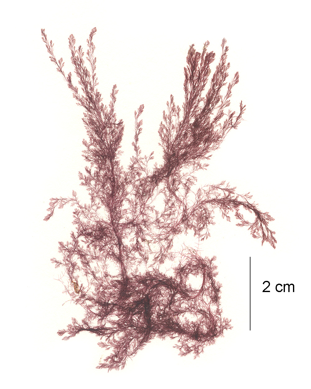 Antithamnionella pacifica – M. Lindeberg