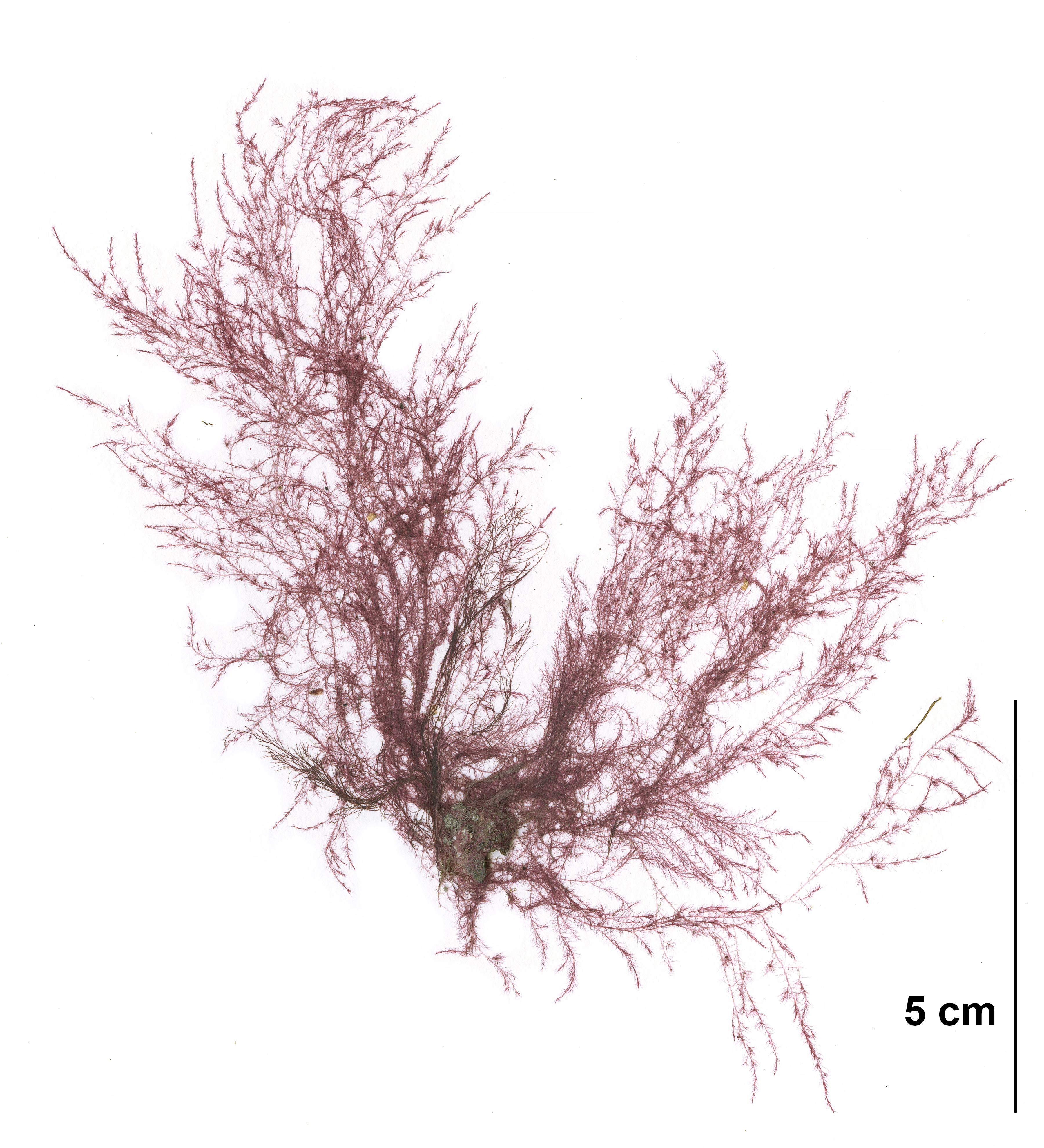 Antithamnionella pacifica – M. Lindeberg · Cook Inlet · July 2009