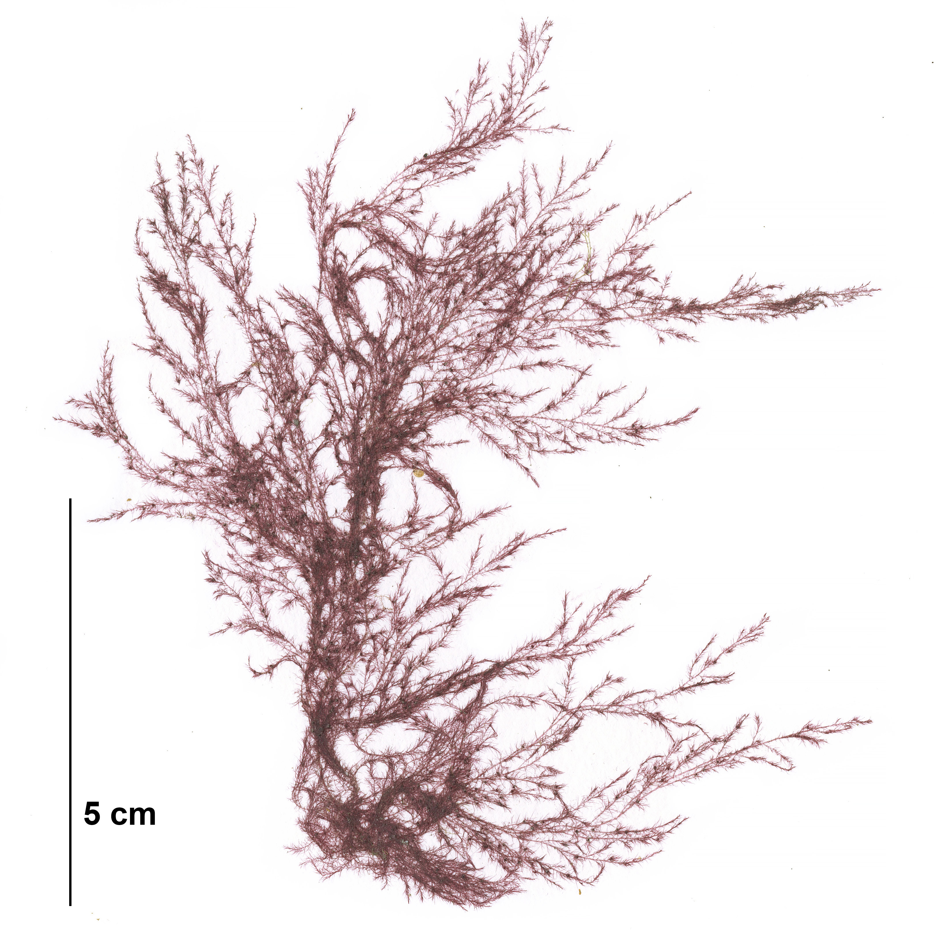 Antithamnionella pacifica – M. Lindeberg · Cook Inlet · July 2009