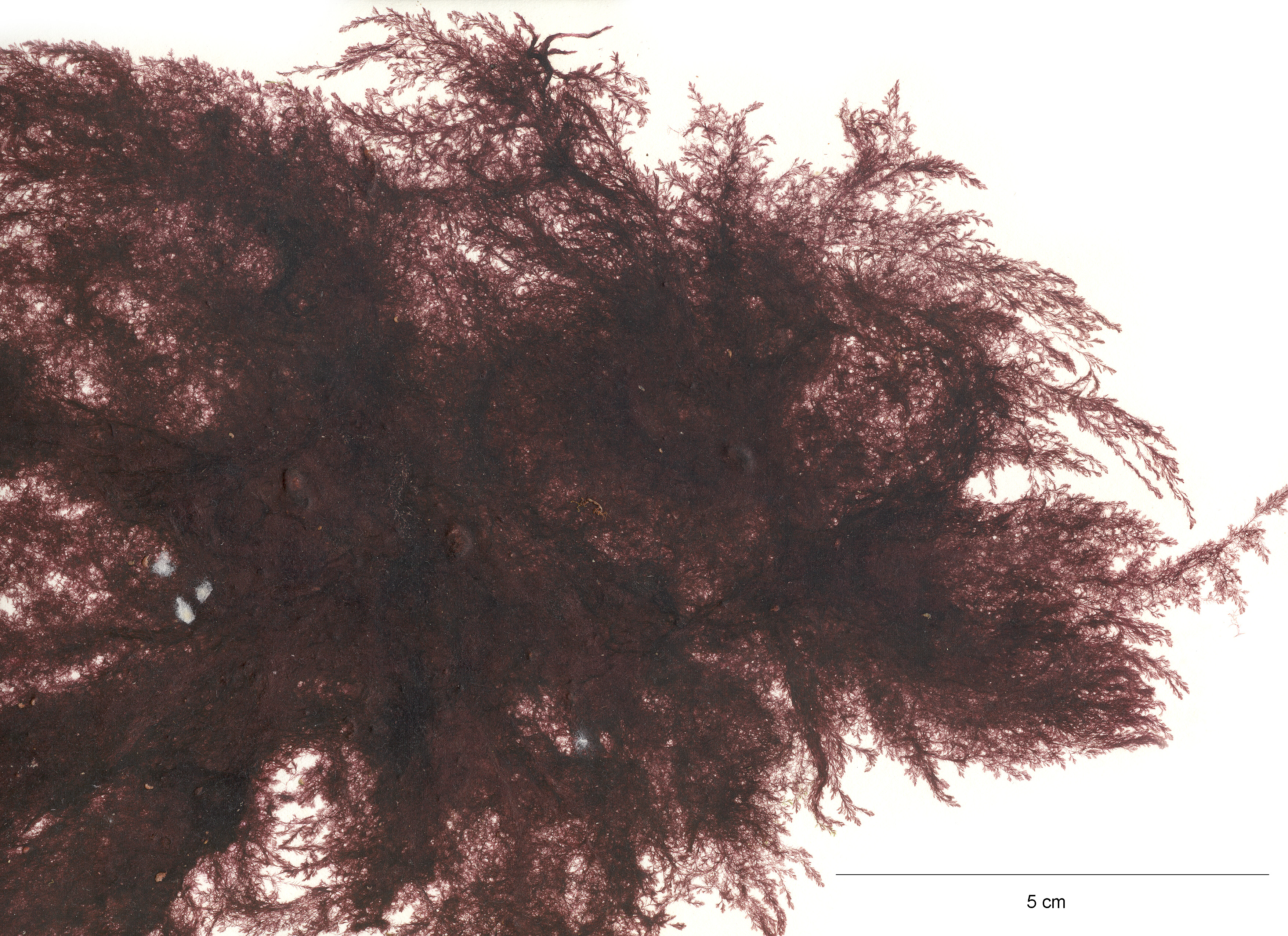 Antithamnionella pacifica – M. Lindeberg