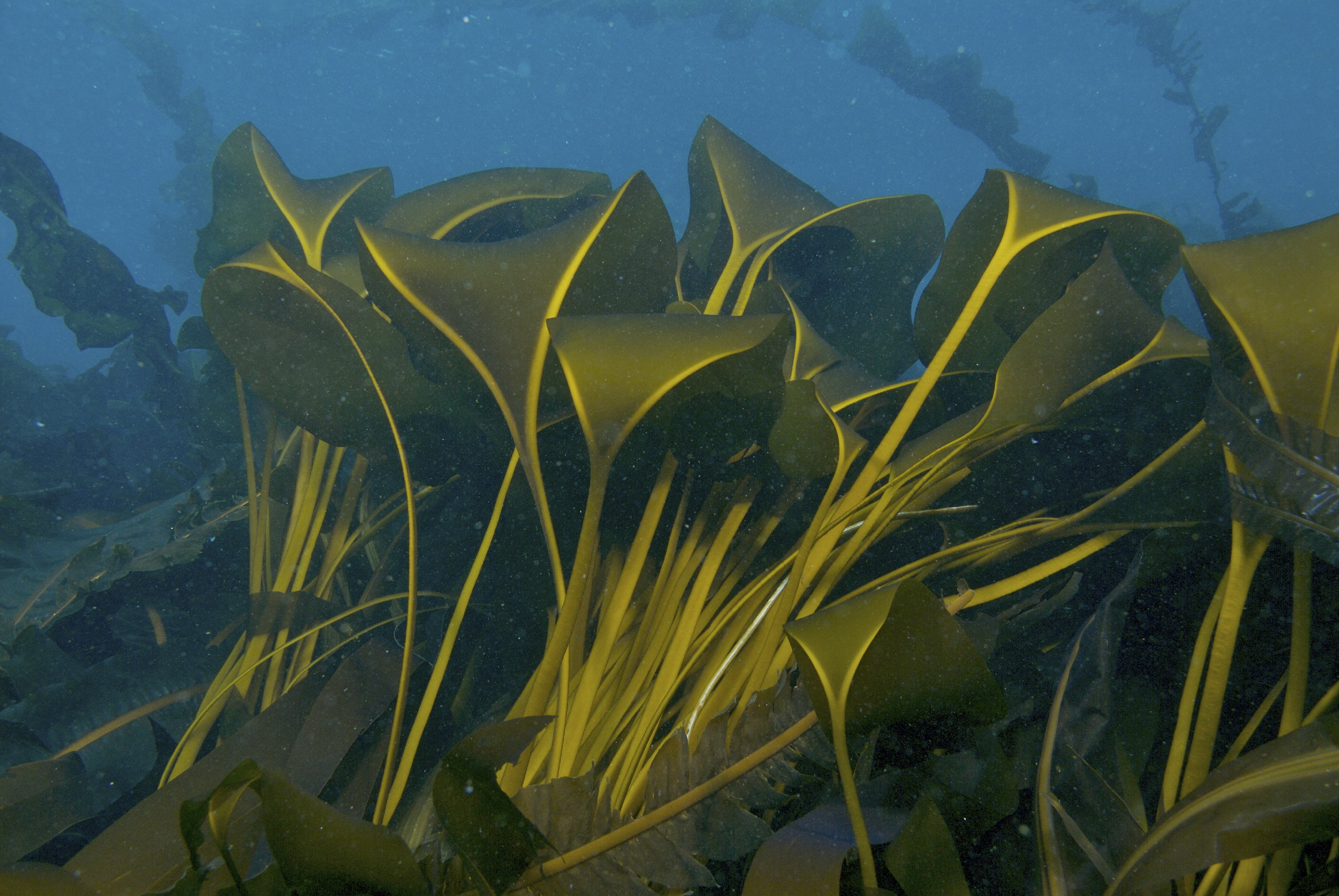 Aureophycus aleuticus – S. Harper · Aleutian Islands · July 2007