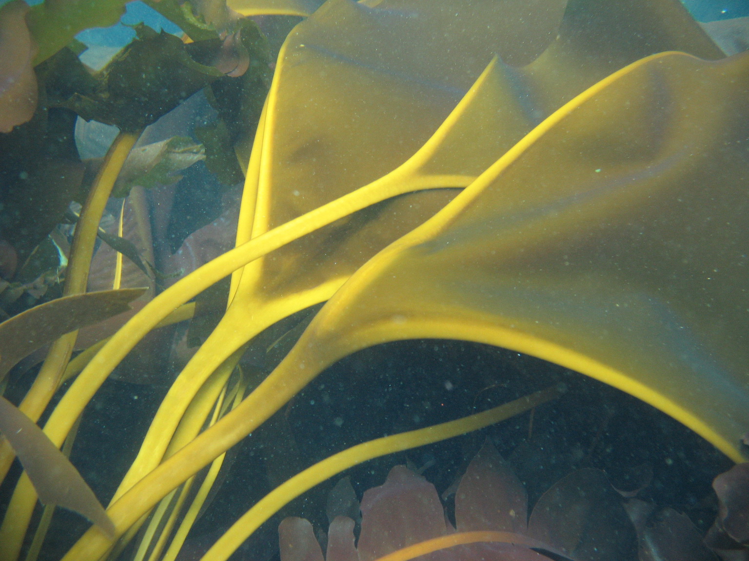 Aureophycus aleuticus