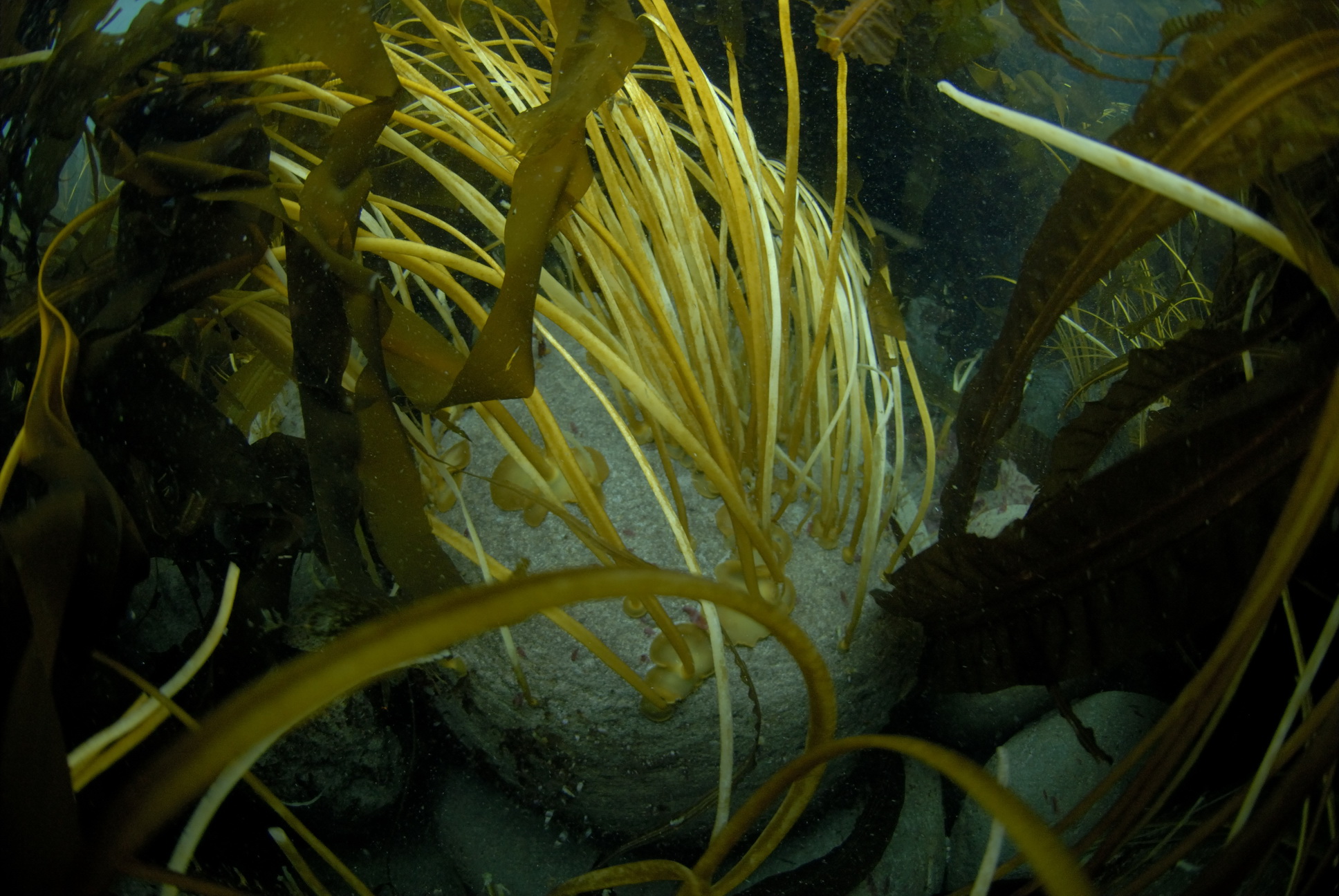 Aureophycus aleuticus – S. Harper · Aleutian Islands · July 2006