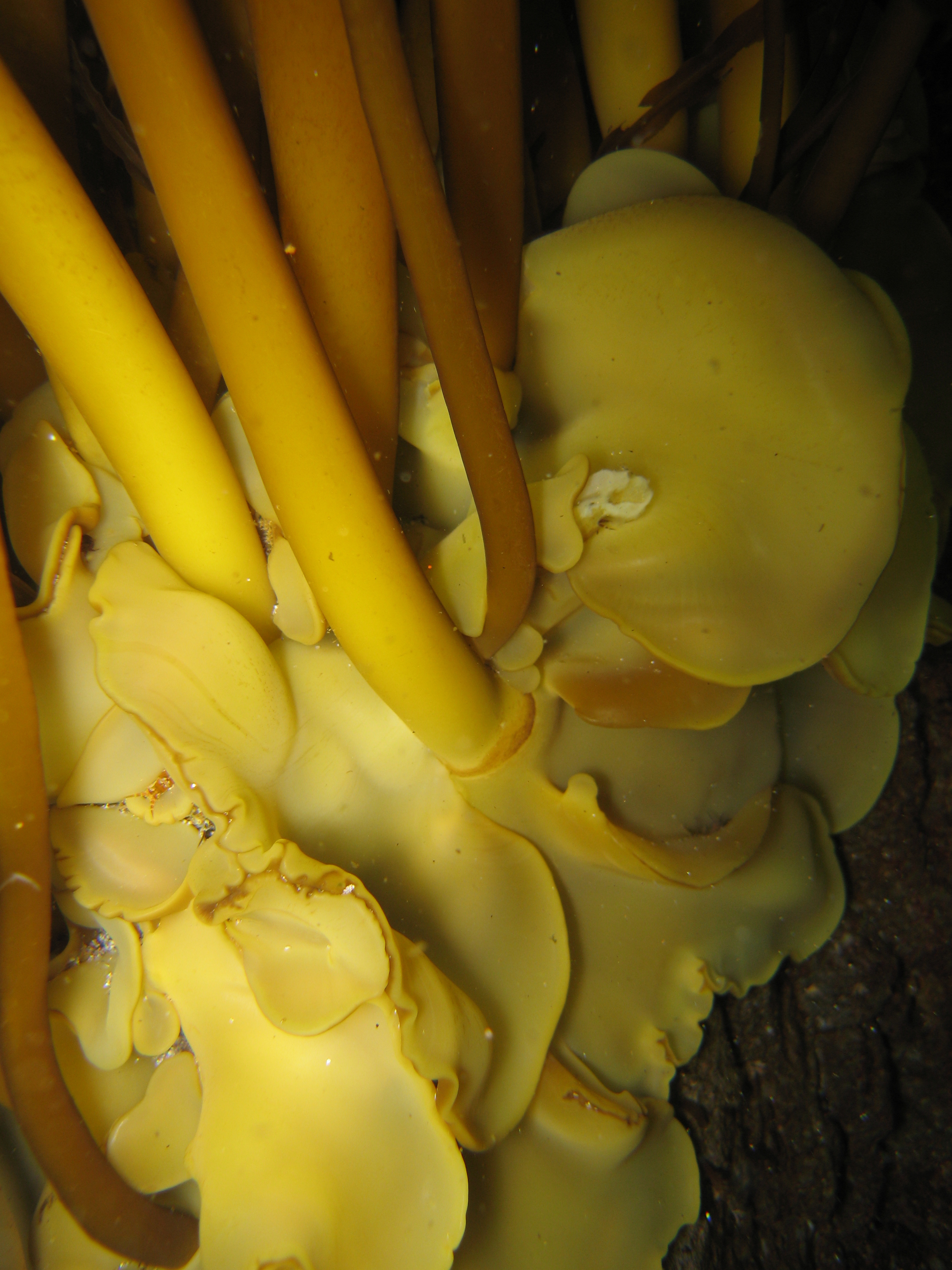 Aureophycus aleuticus – R. Brewer · Aleutian Islands · July 2007