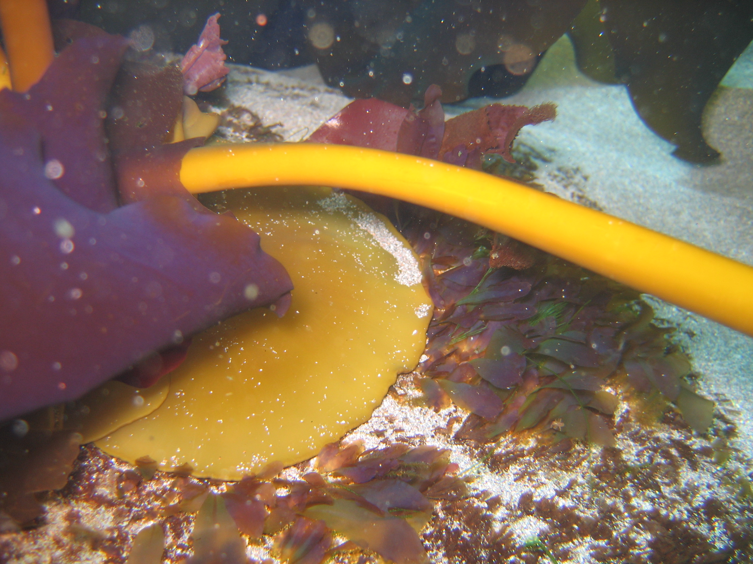 Aureophycus aleuticus – H. Chenelot · Aleutian Islands · July 2007