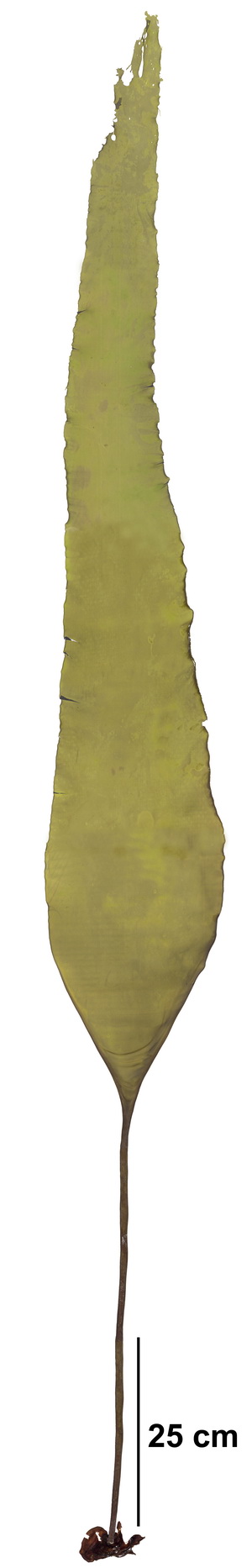 Aureophycus aleuticus – M. Lindeberg · Aleutian Islands · July 2006