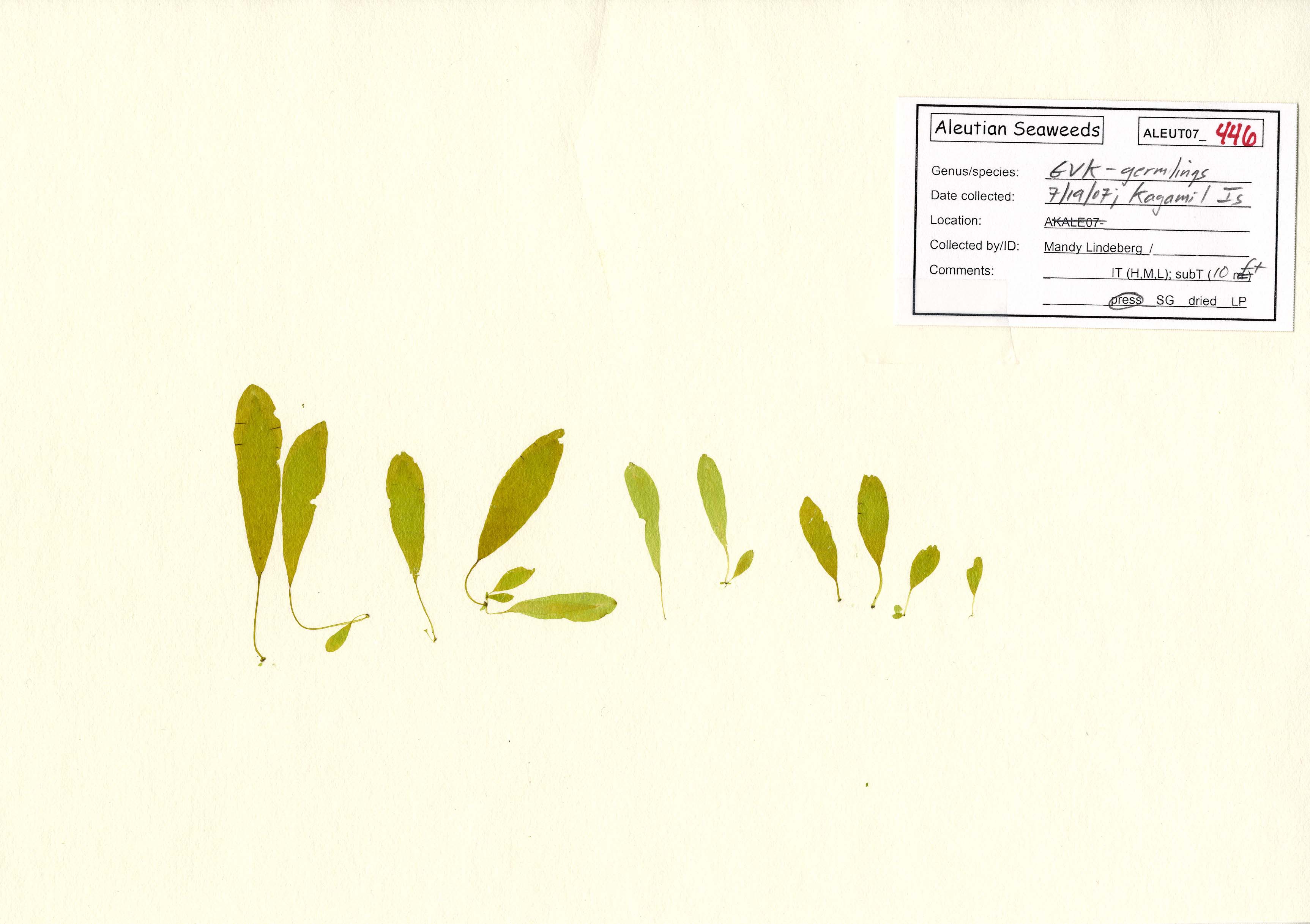 Aureophycus aleuticus – M. Lindeberg · Aleutian Islands · July 2007