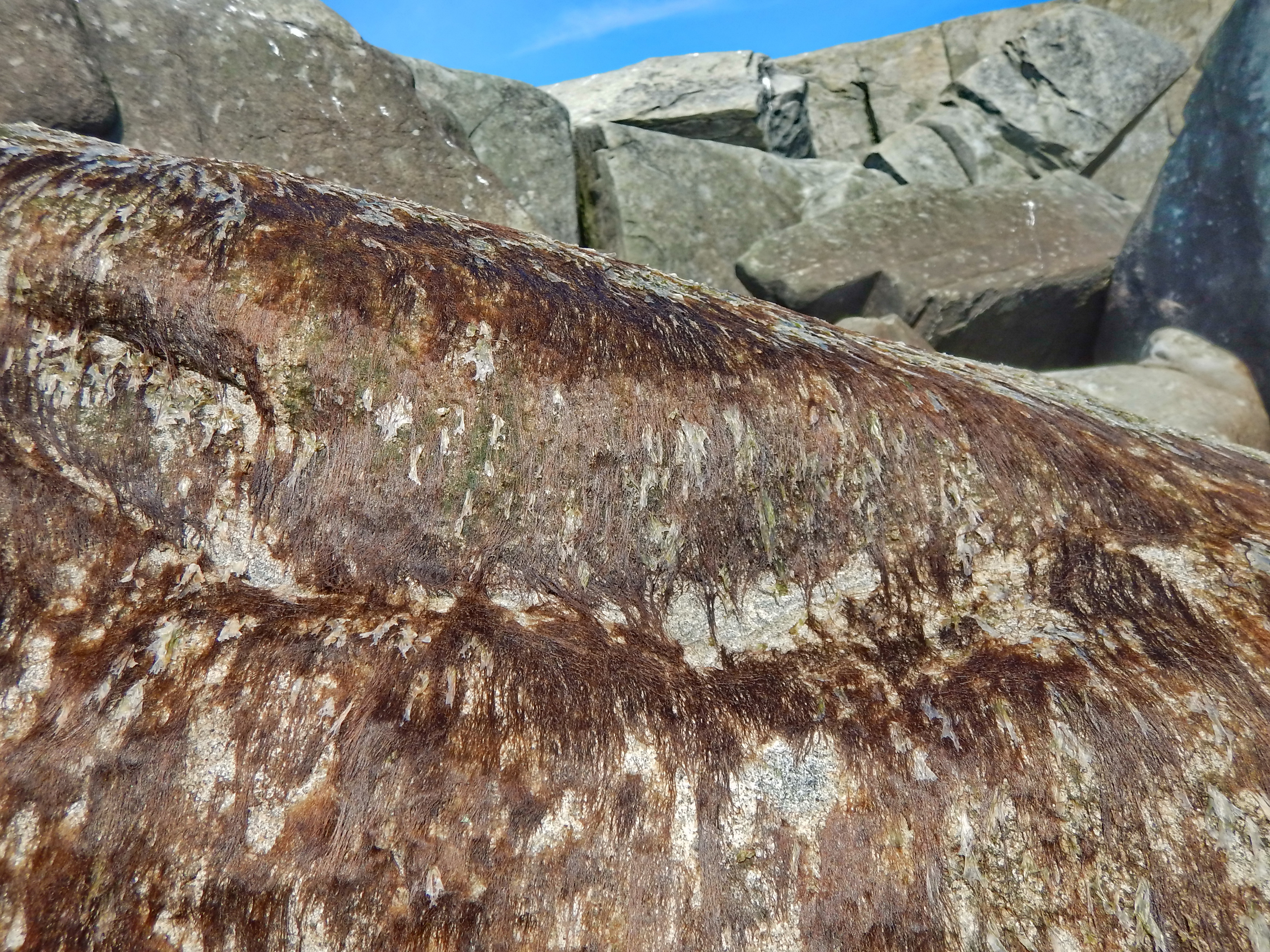 "Bangia" spp. – M. Lindeberg · Cook Inlet · June 2015