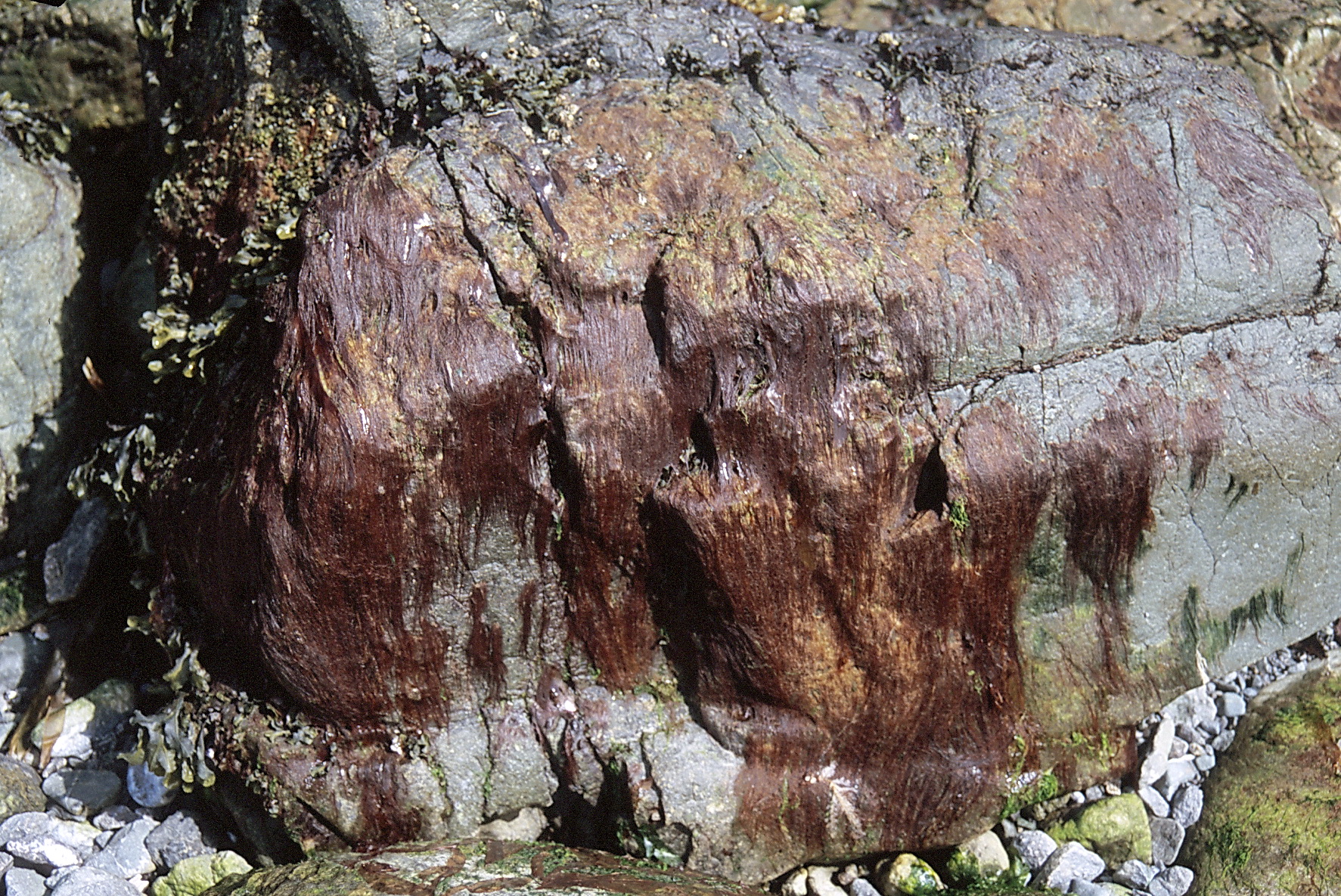 "Bangia" spp. – M. Lindeberg · Cook Inlet · June 2000