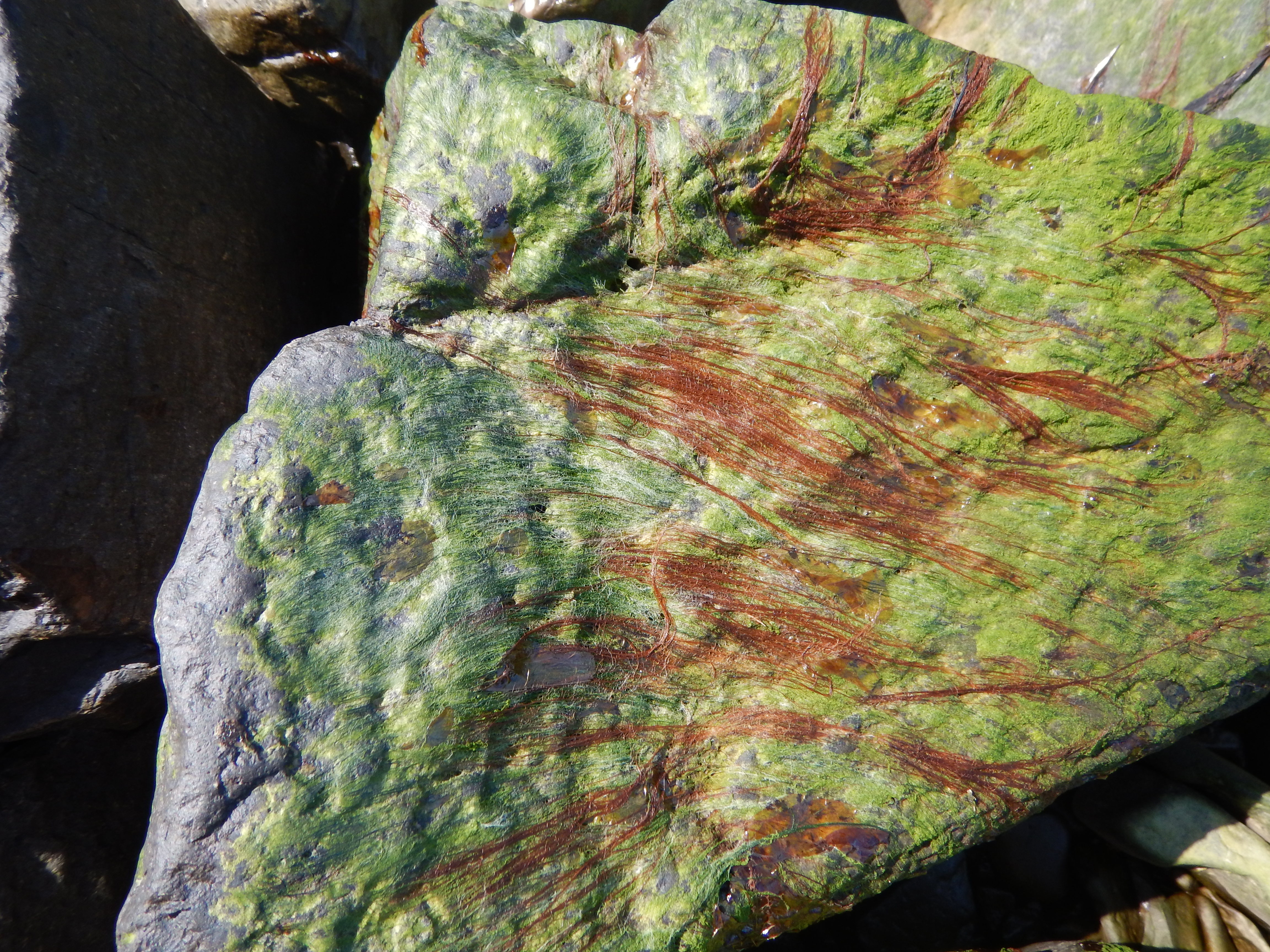 "Bangia" spp. – M. Lindeberg · Alaska Peninsula · May 2016