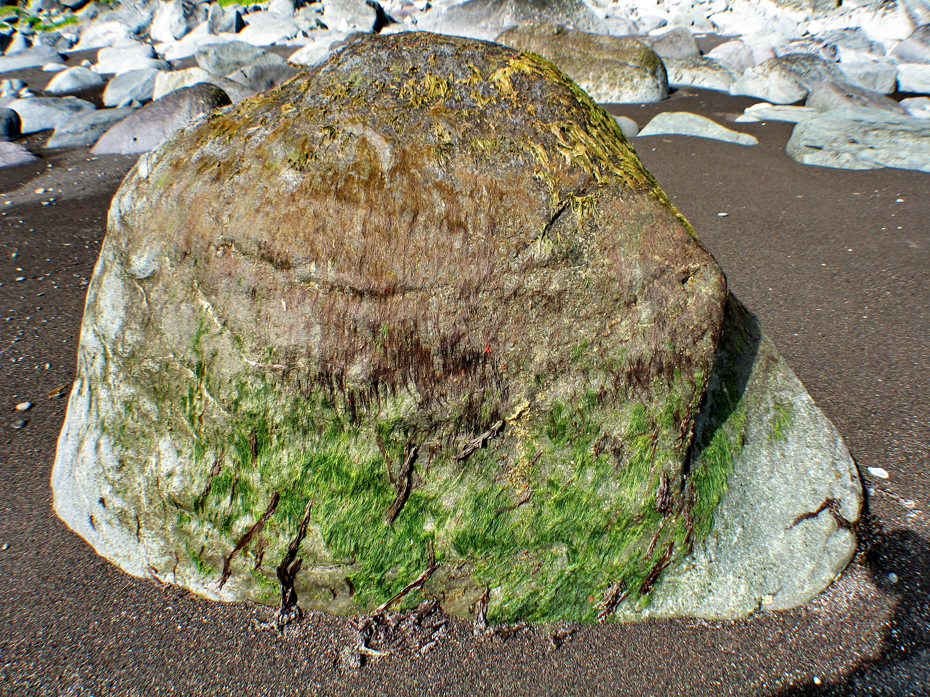 "Bangia" spp. – M. Lindeberg · Aleutian Islands · June 2005