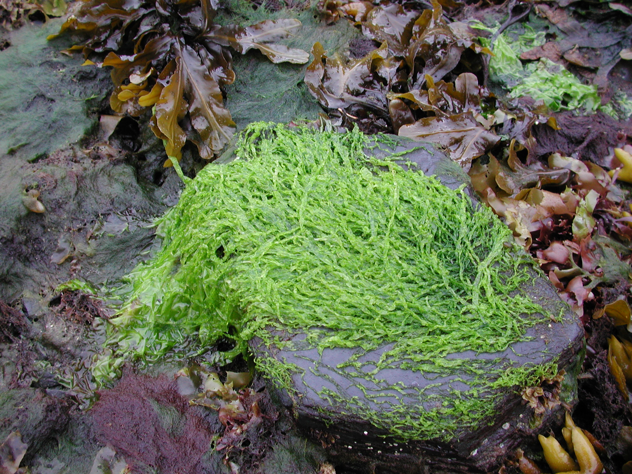 Blidingia sp. – M. Lindeberg · Kodiak Archipelago · May 2005
