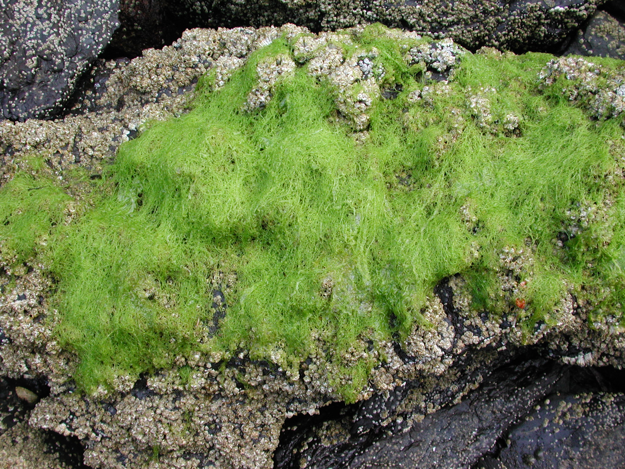 Blidingia sp. – M. Lindeberg · Southeast Alaska · June 2006