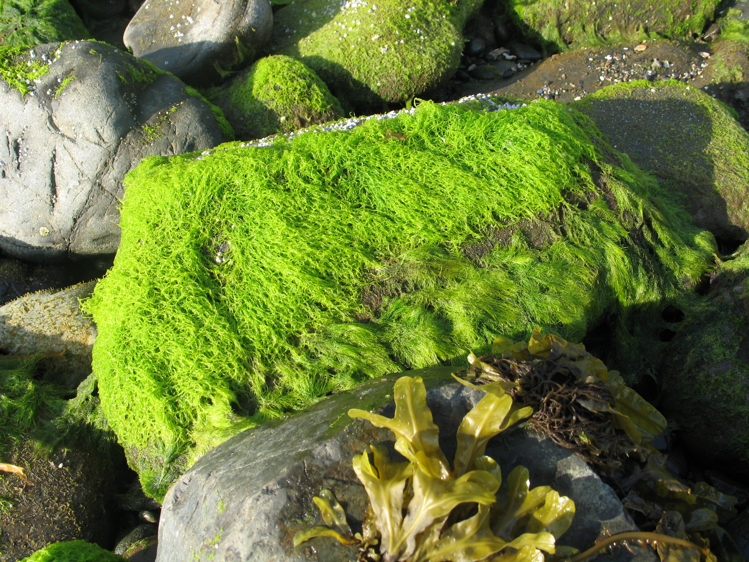 Blidingia sp. – M. Lindeberg · Alaska Peninsula · July 2009