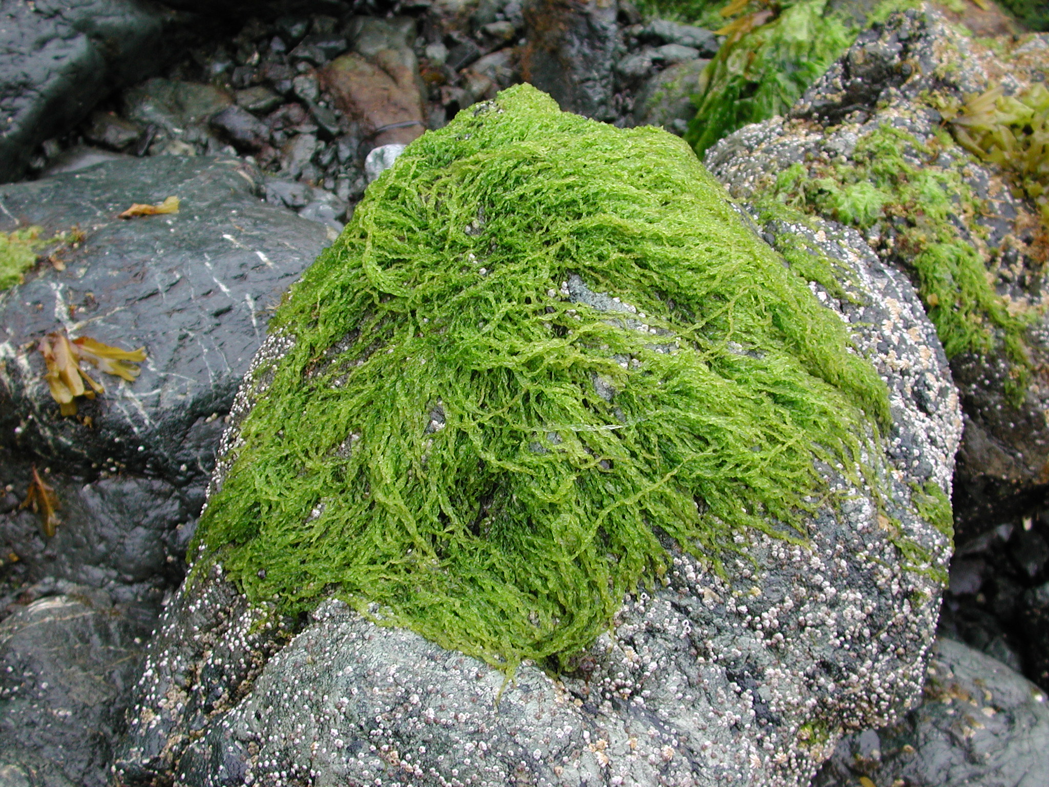Blidingia sp. – M. Lindeberg · Cook Inlet · July 2003