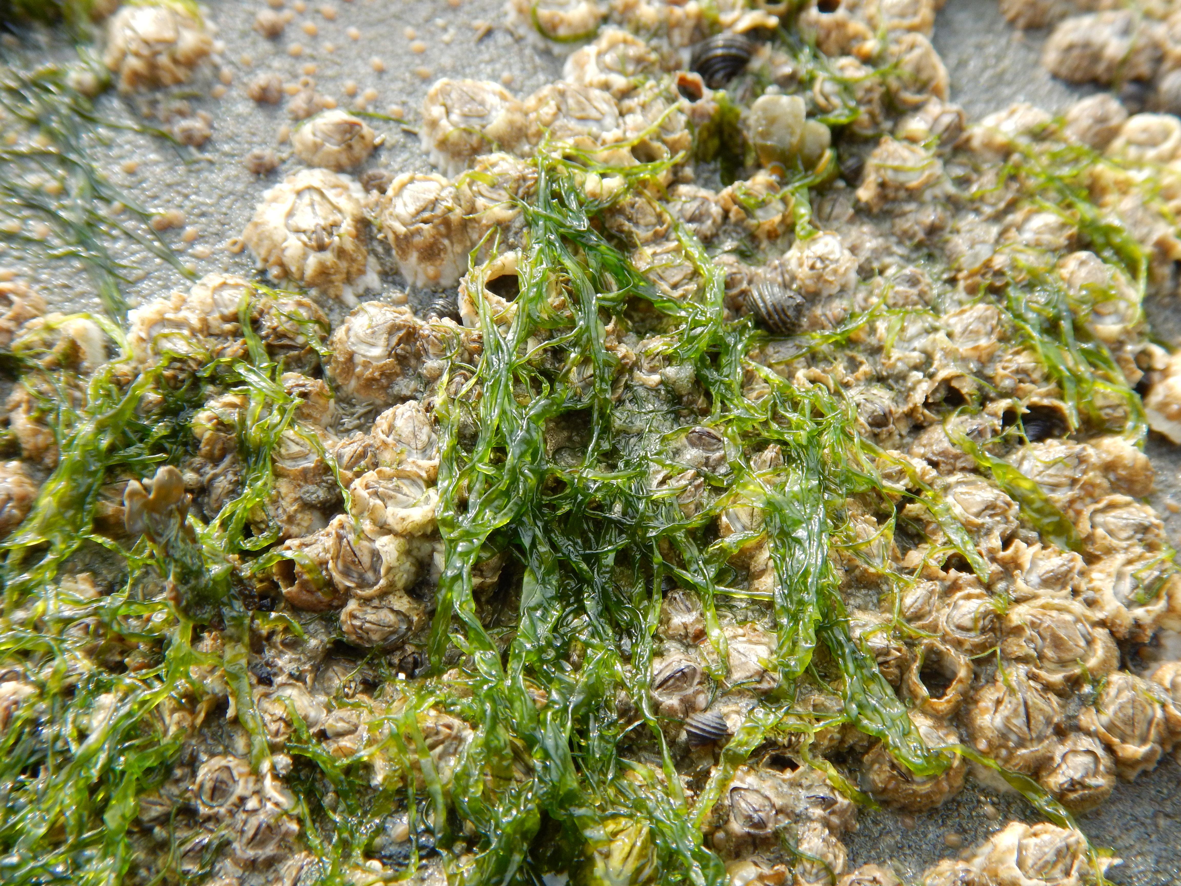 Blidingia sp. – M. Lindeberg · Cook Inlet · May 2018