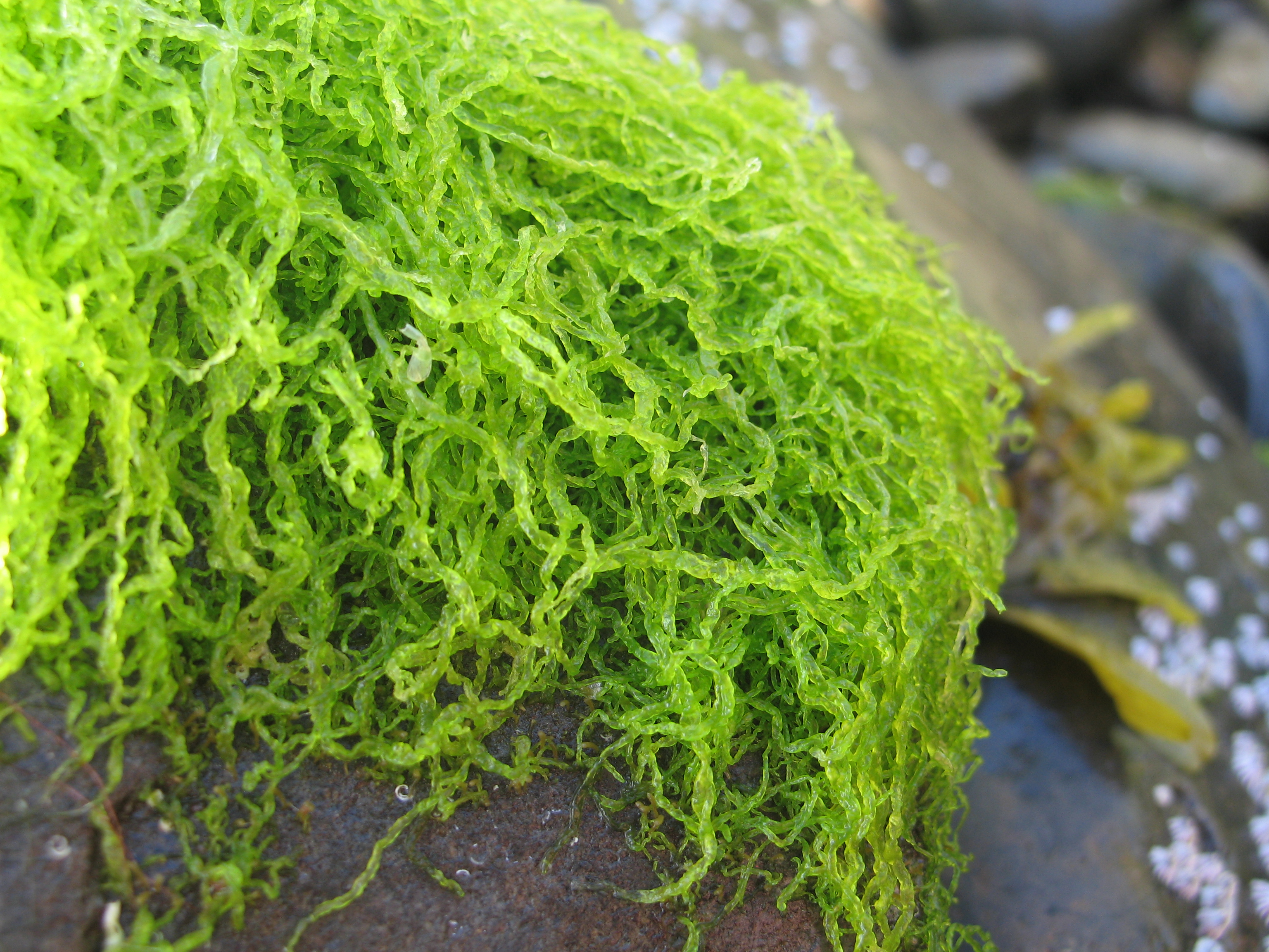 Blidingia sp. – M. Lindeberg · Alaska Peninsula · July 2009
