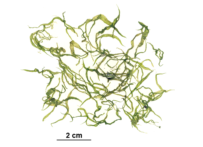 Blidingia sp.