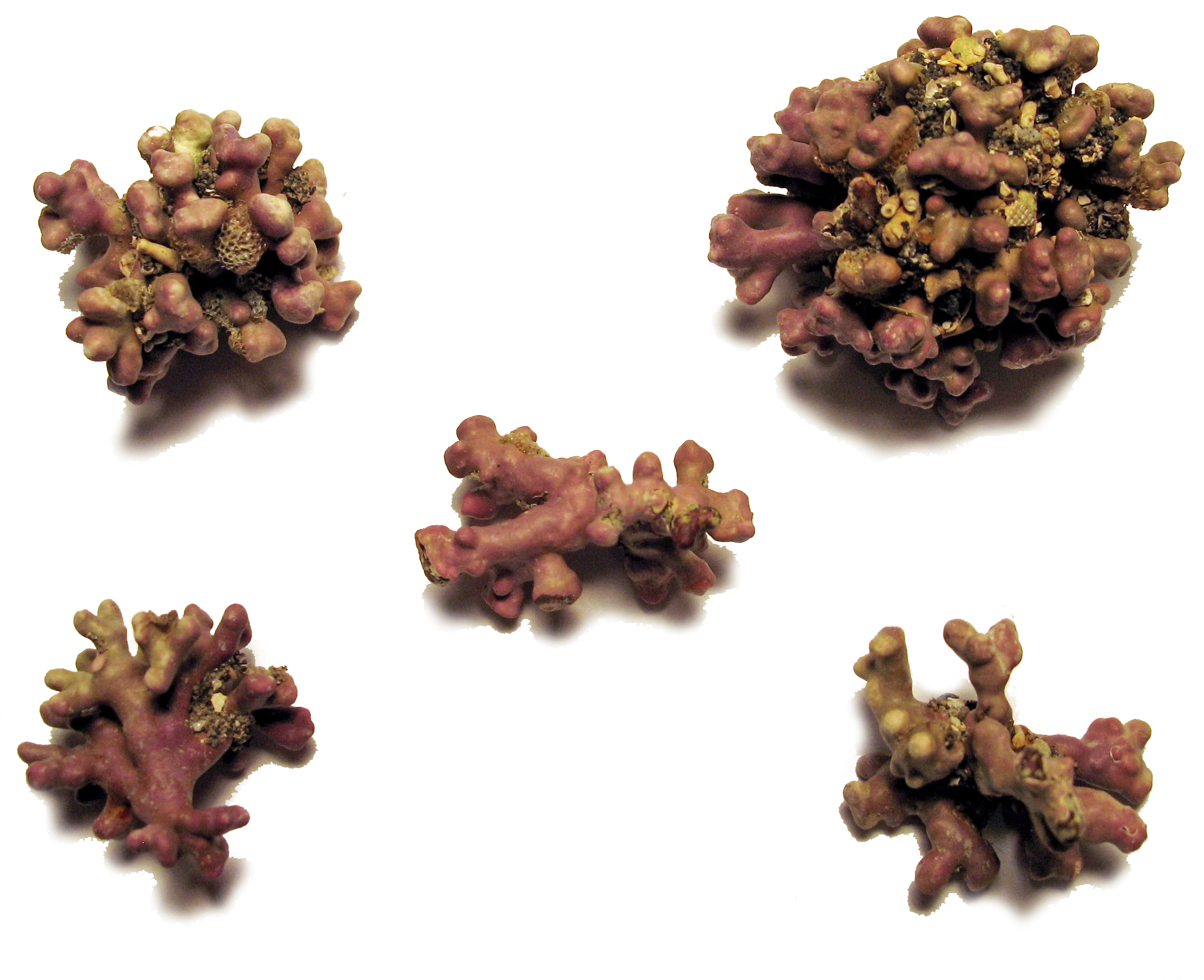 Boreolithothamnion soriferum – B. Konar · Prince William Sound