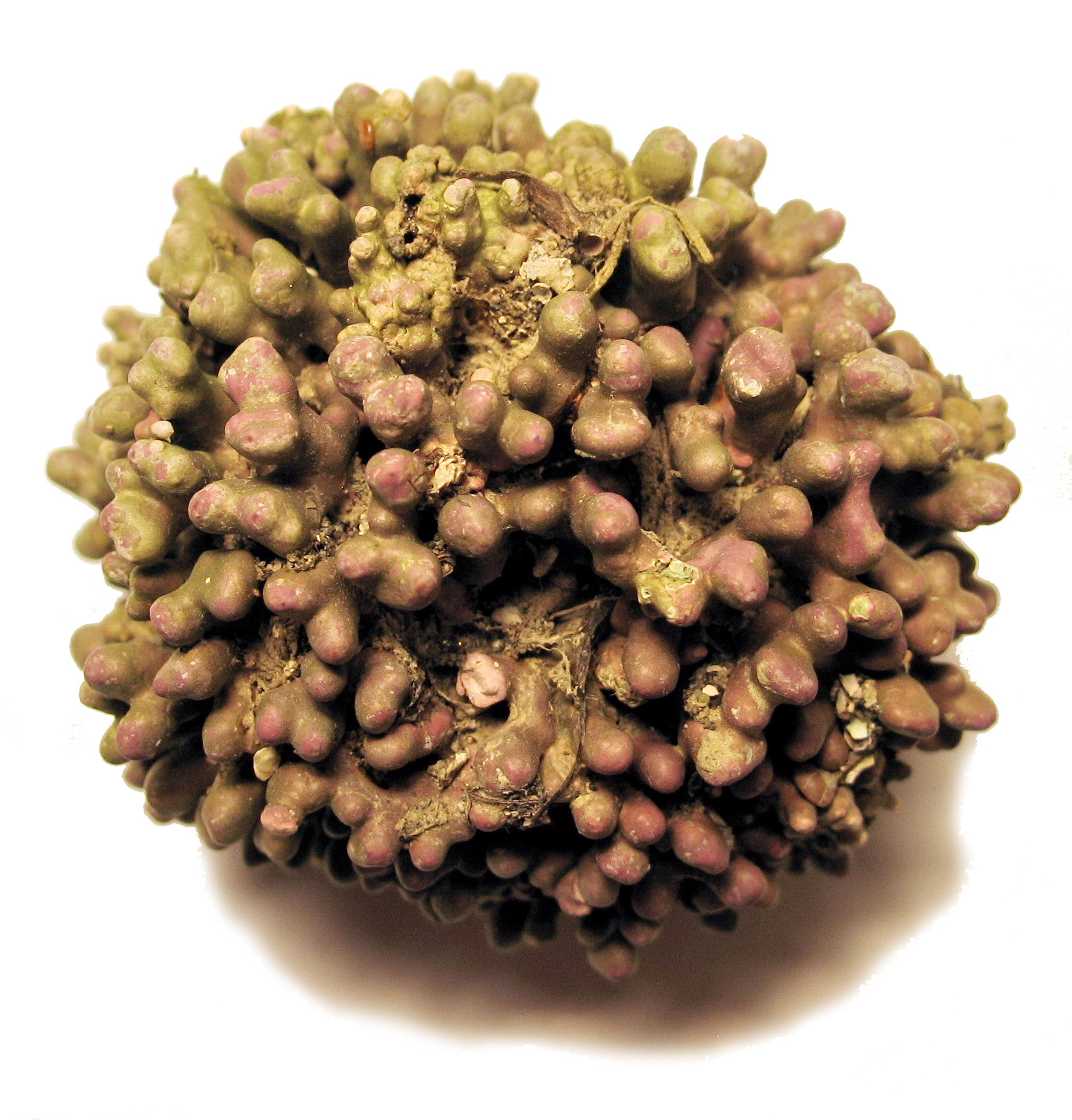 Boreolithothamnion soriferum – B. Konar · Prince William Sound