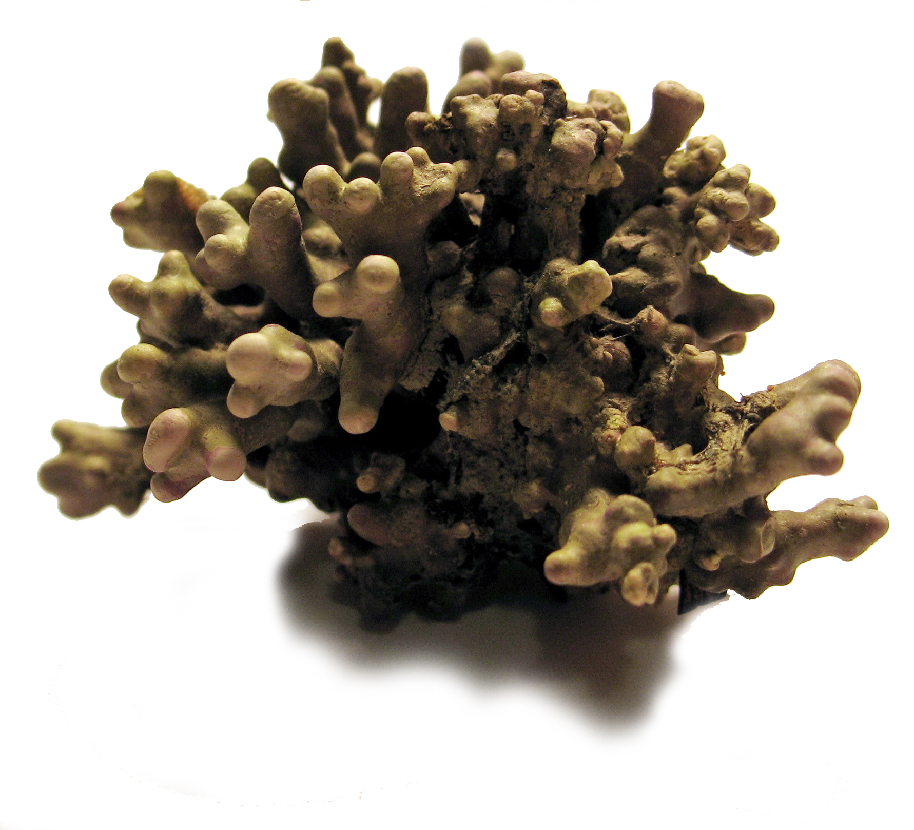 Boreolithothamnion soriferum – B. Konar · Prince William Sound