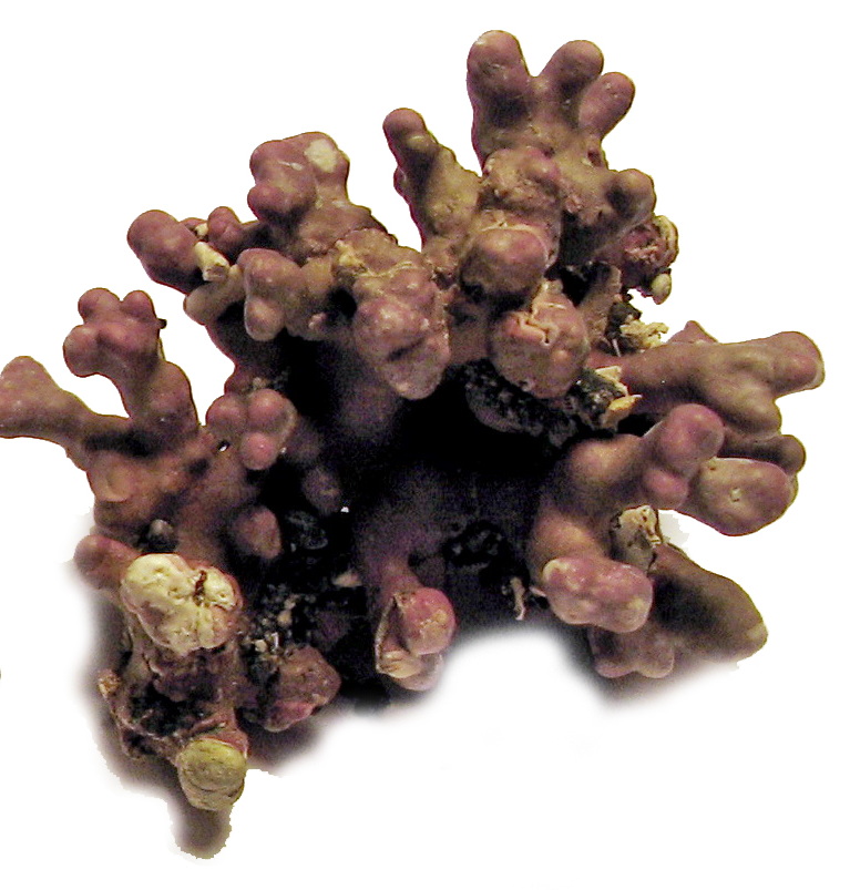 Boreolithothamnion soriferum
