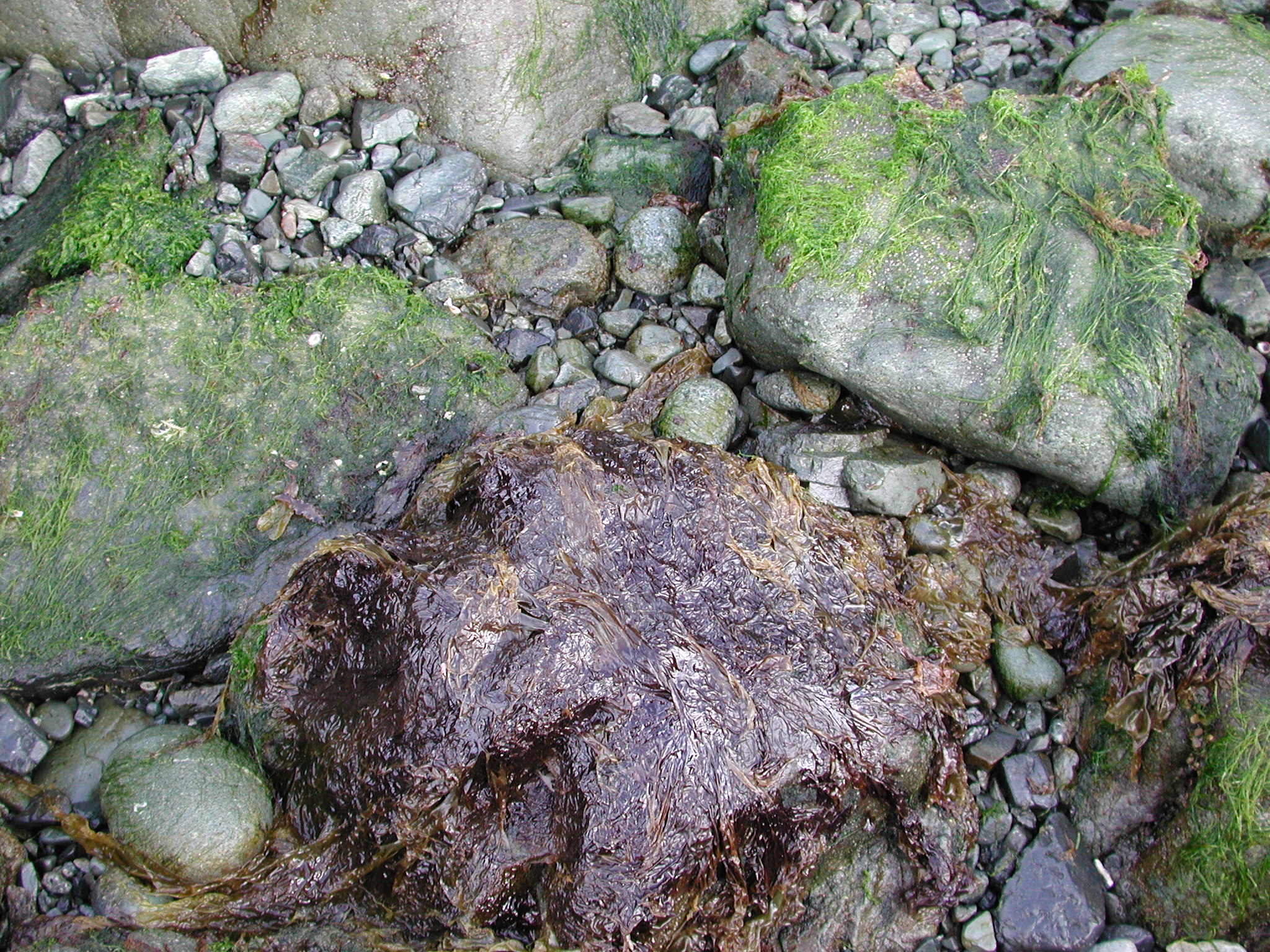 Boreophyllum aestivale – M. Lindeberg · Kodiak Archipelago · May 2005