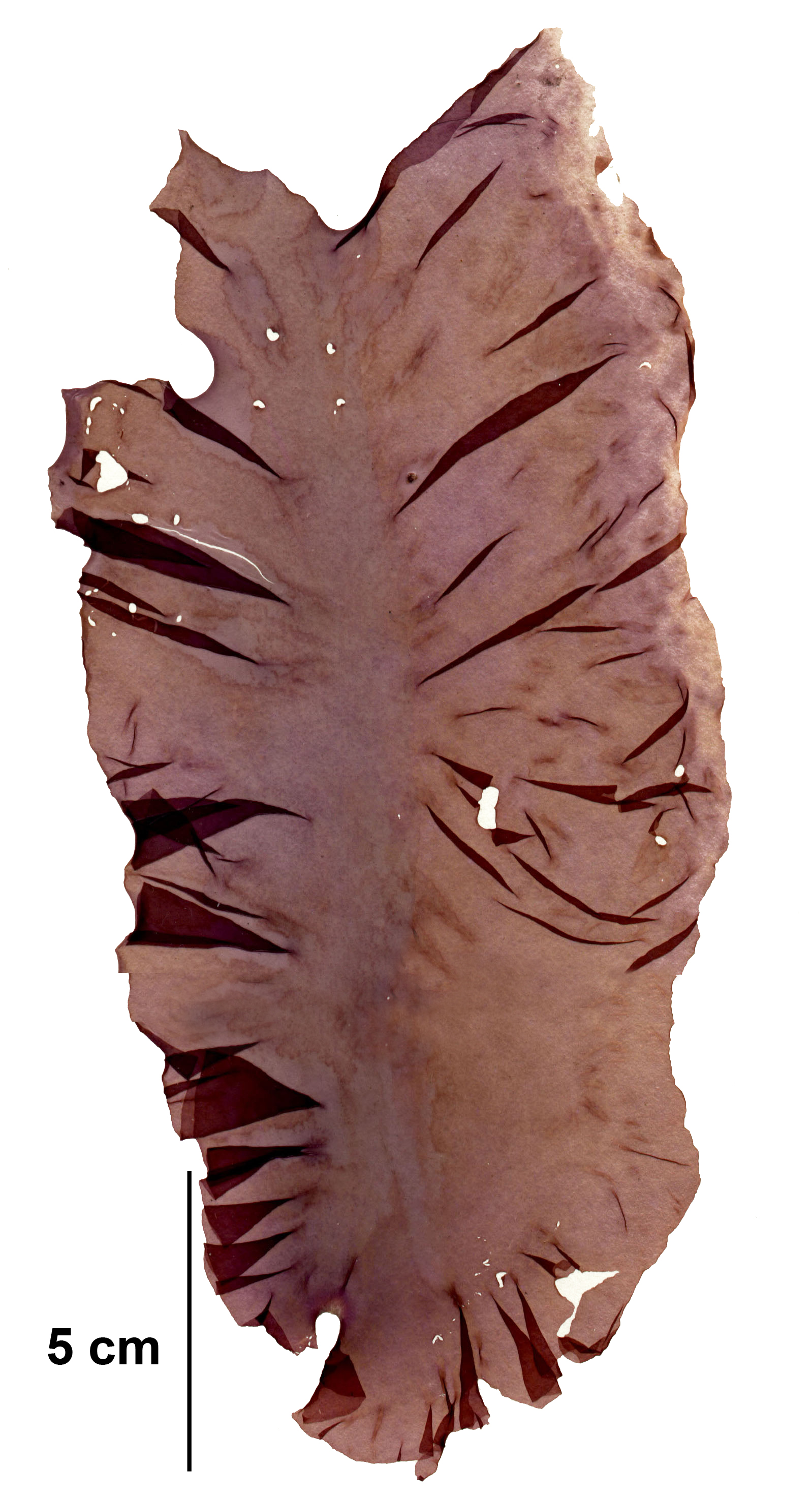 Boreophyllum aestivale